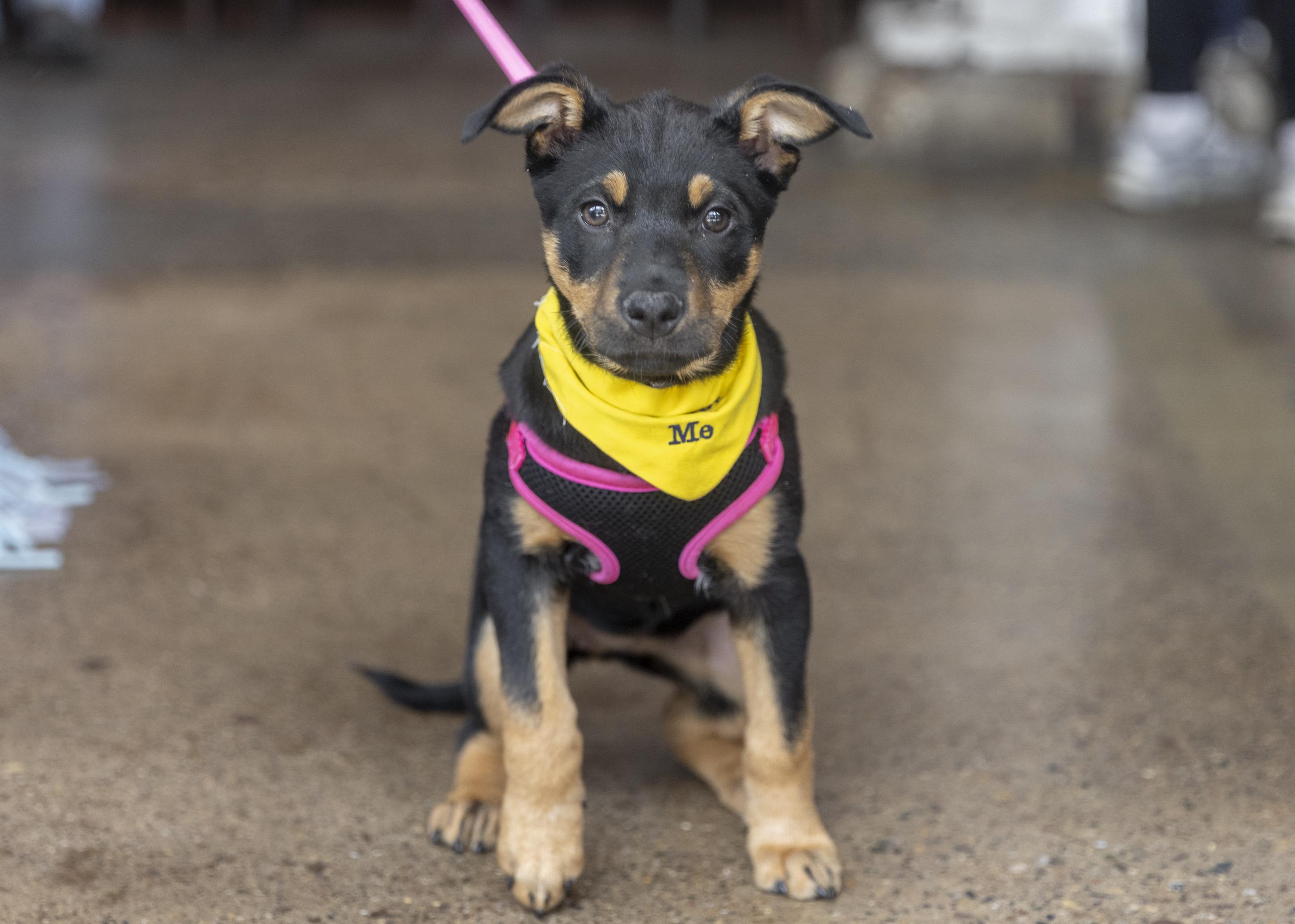Enlarge Zoa, a ADOPTABLE mixed breed in Minneapolis, MN image 3/6