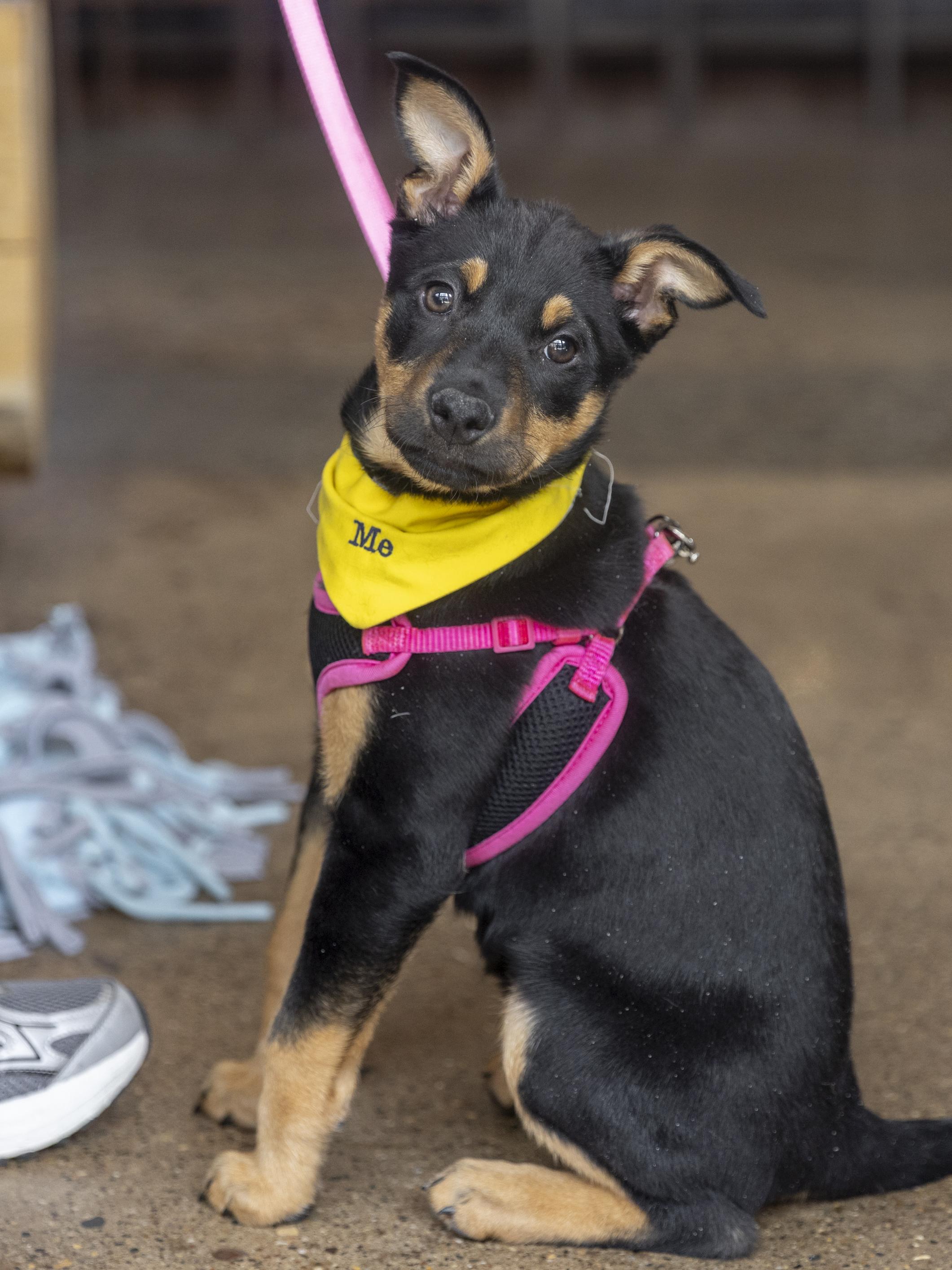 Enlarge Zoa, a ADOPTABLE mixed breed in Minneapolis, MN image 2/6