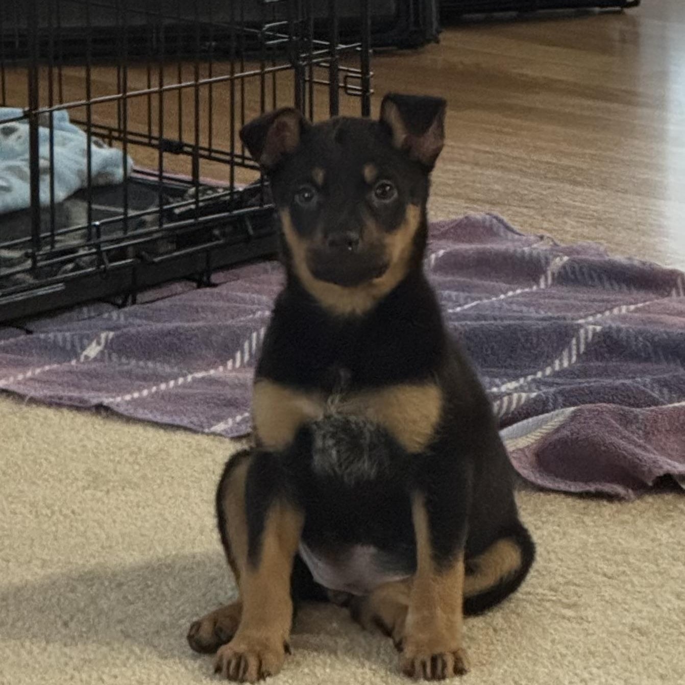 Enlarge Zoa, a ADOPTABLE mixed breed in Minneapolis, MN image 3/5