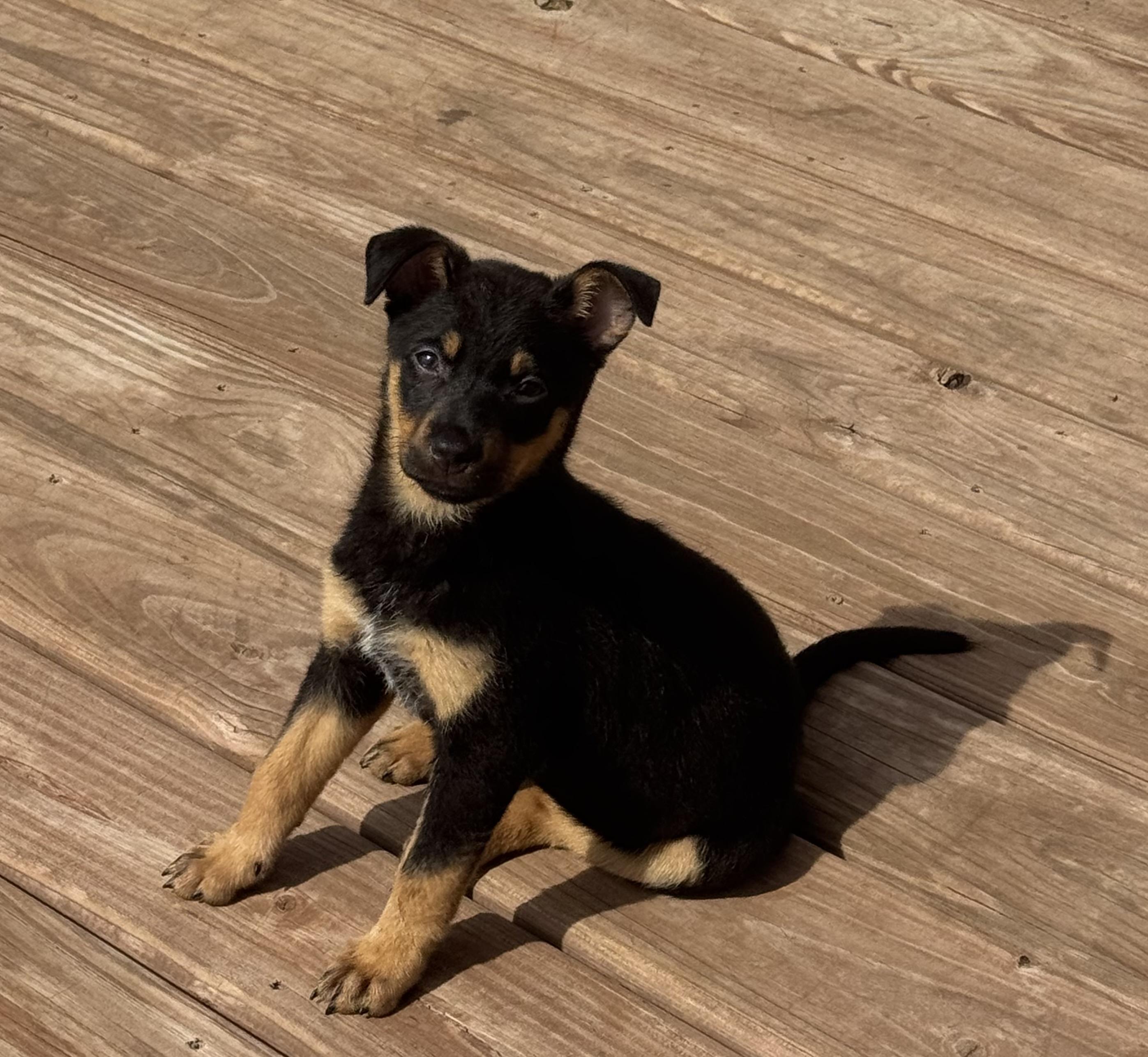 Enlarge Zoa, a ADOPTABLE mixed breed in Minneapolis, MN image 5/5