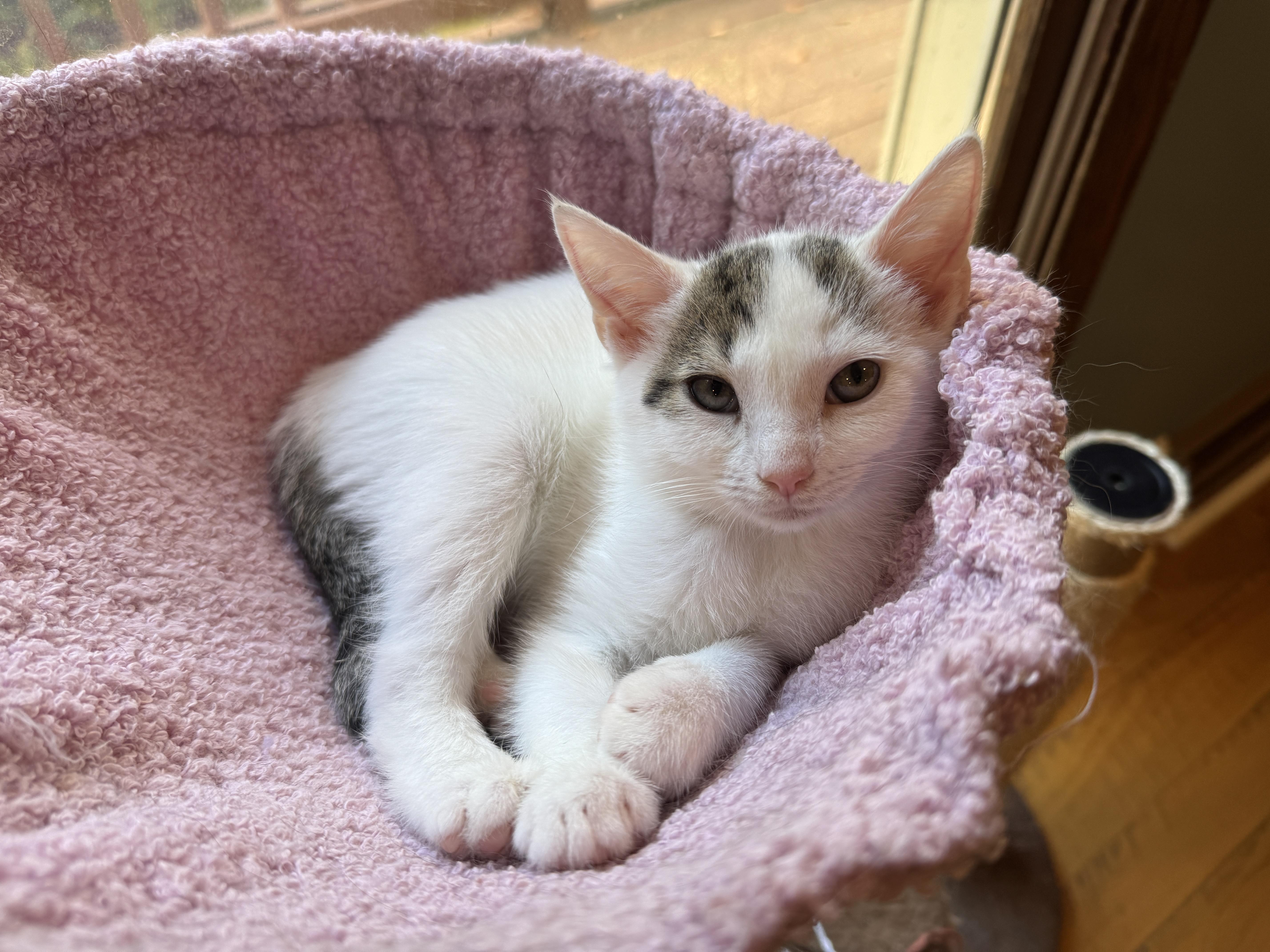 Enlarge Pogo, a Adopted mixed breed in Wadsworth, OH image 2/6