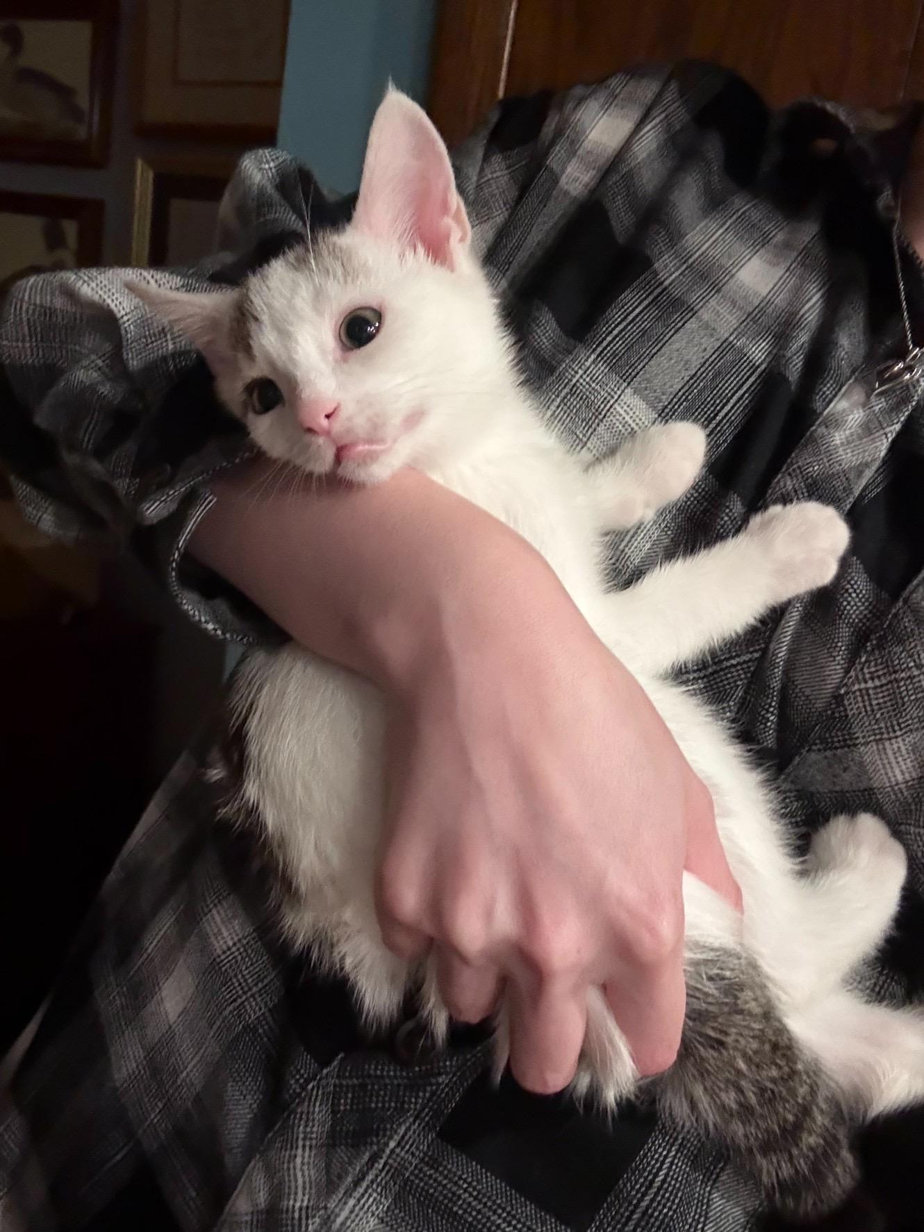 Enlarge Pogo, a Adopted mixed breed in Wadsworth, OH image 6/6