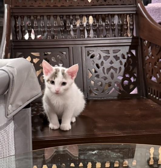 Enlarge Pogo, a Adopted mixed breed in Wadsworth, OH image 4/6