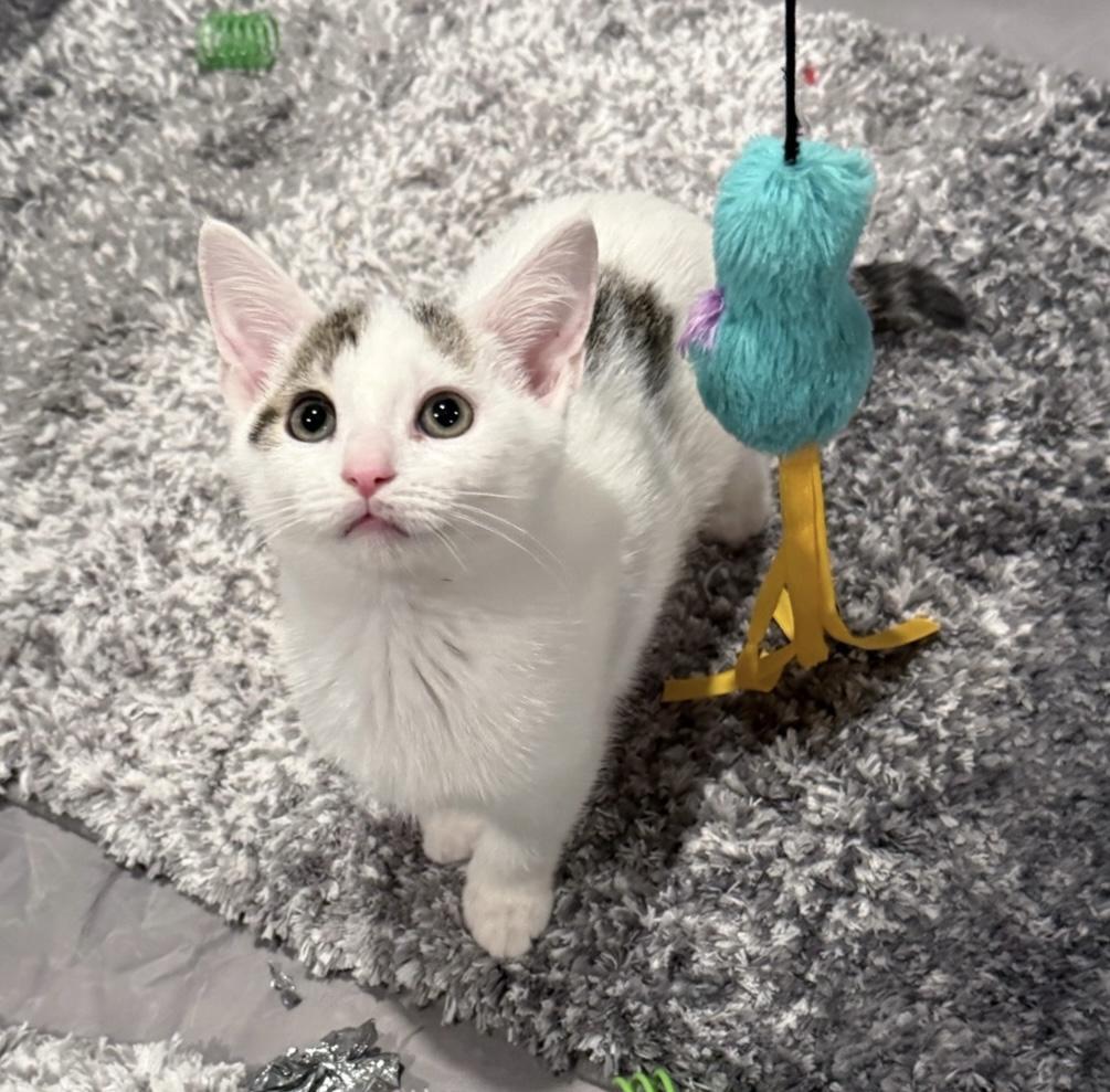 Enlarge Pogo, a Adopted mixed breed in Wadsworth, OH image 3/6