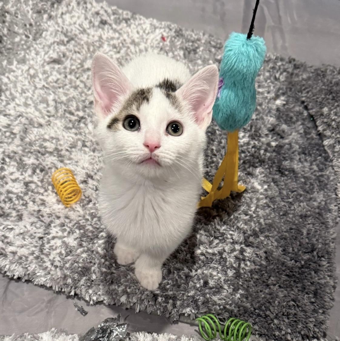 Pogo, Adopted, Kitten Female Domestic Short Hair & Tabby.