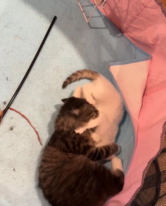 Enlarge Pogo, a Adopted mixed breed in Wadsworth, OH video 5/6