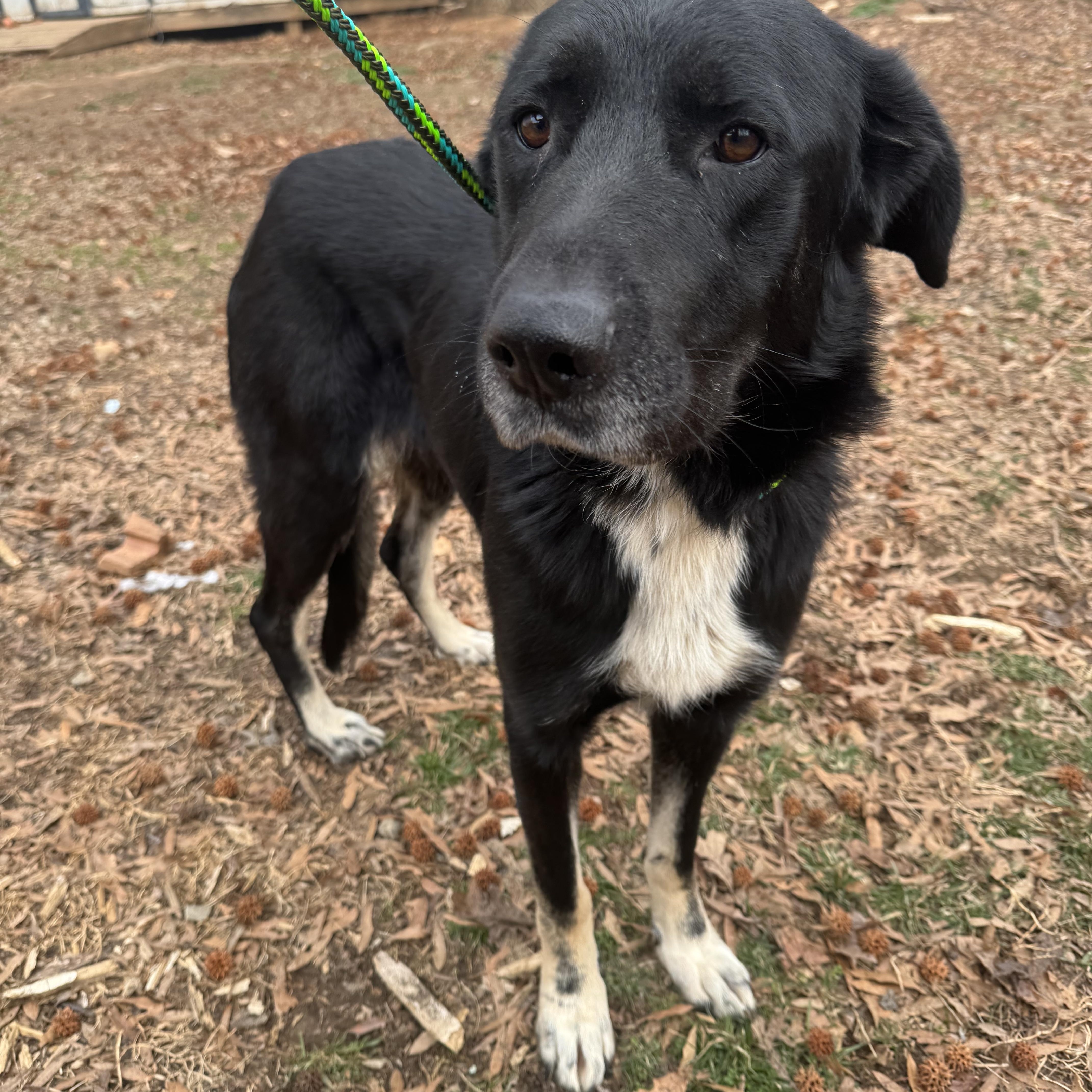 Enlarge Violet , a ADOPTABLE mixed breed in Fredericksburg, VA image 2/4