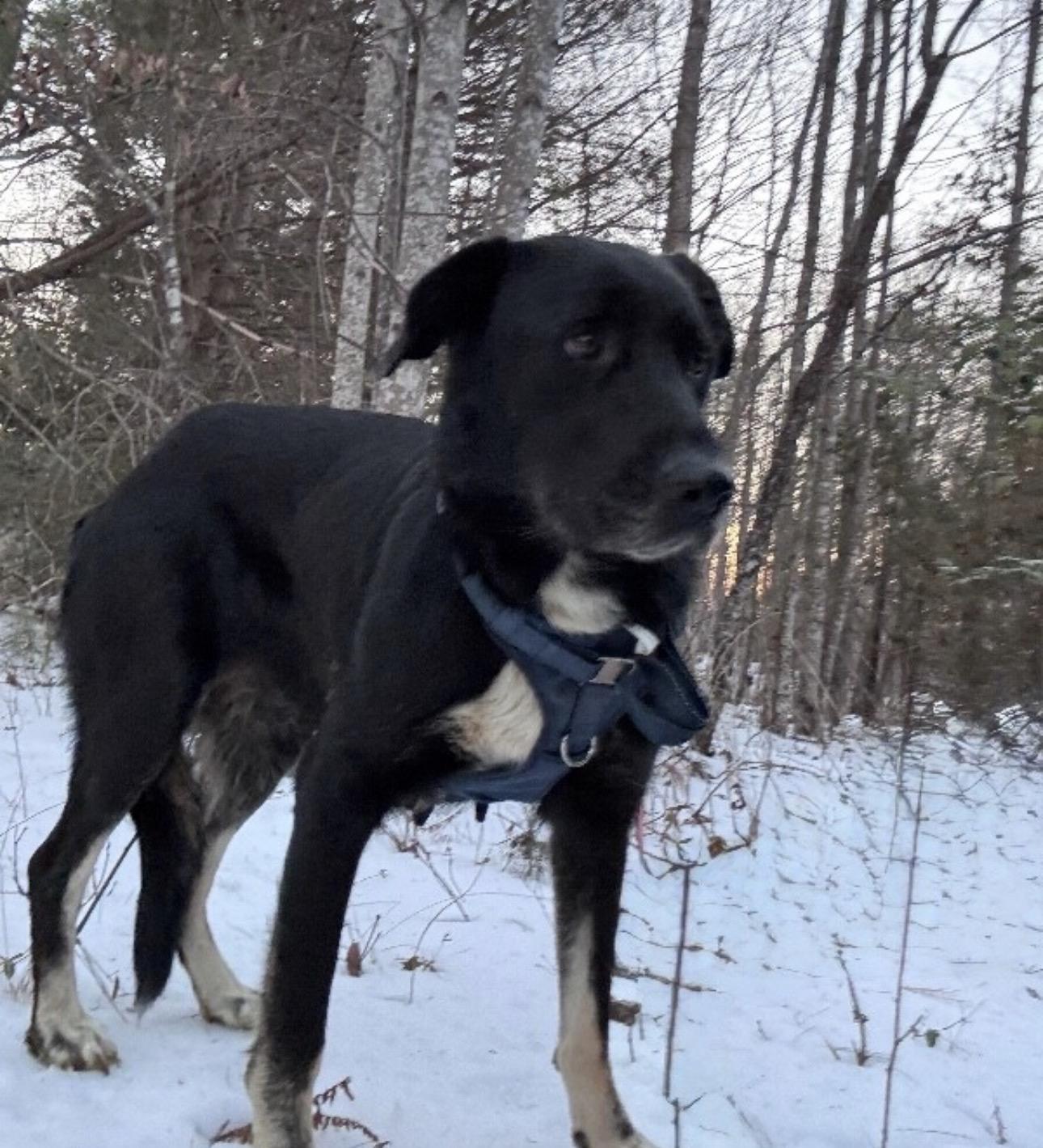 Enlarge Violet , a ADOPTABLE mixed breed in Fredericksburg, VA image 3/3