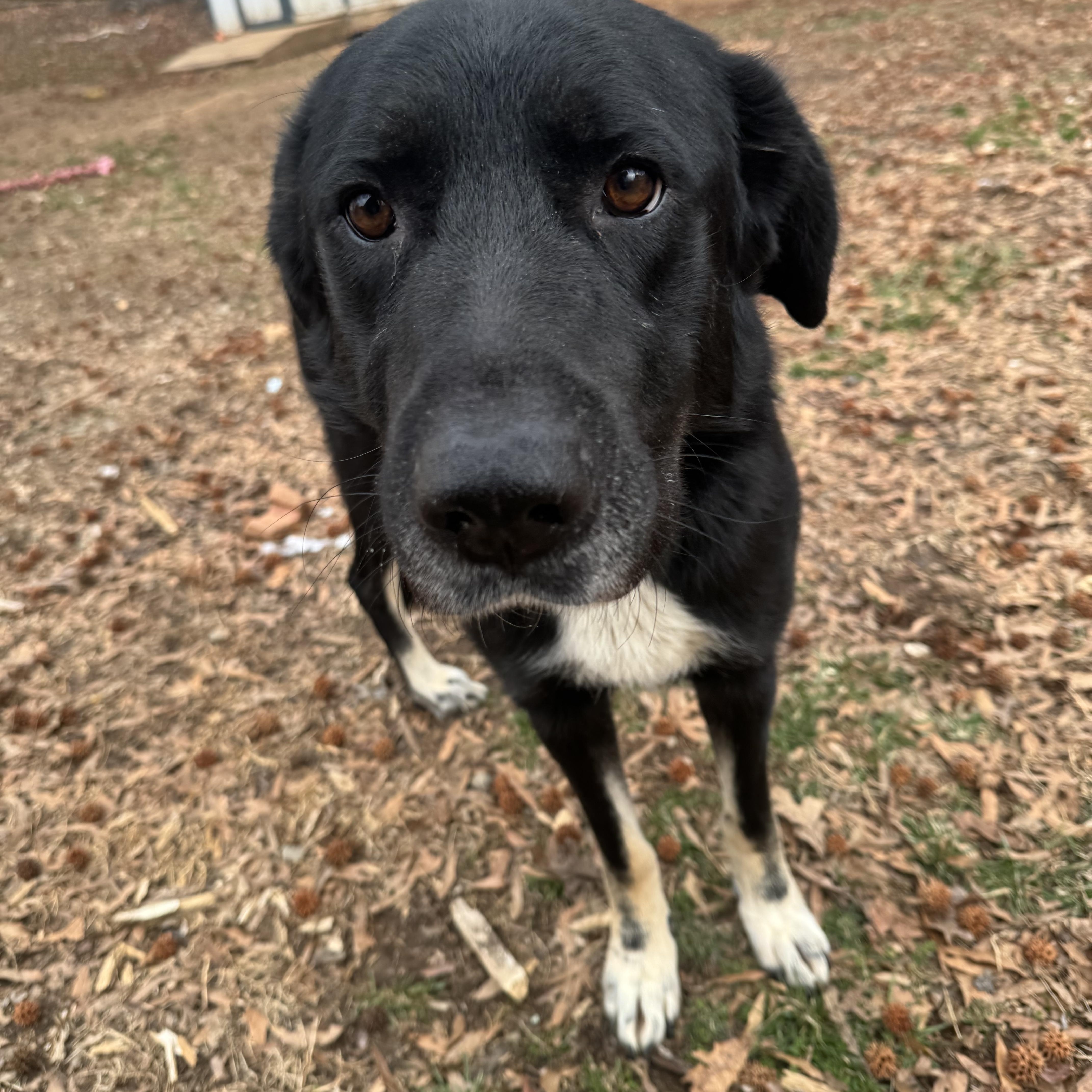 Enlarge Violet , a ADOPTABLE mixed breed in Fredericksburg, VA image 4/4