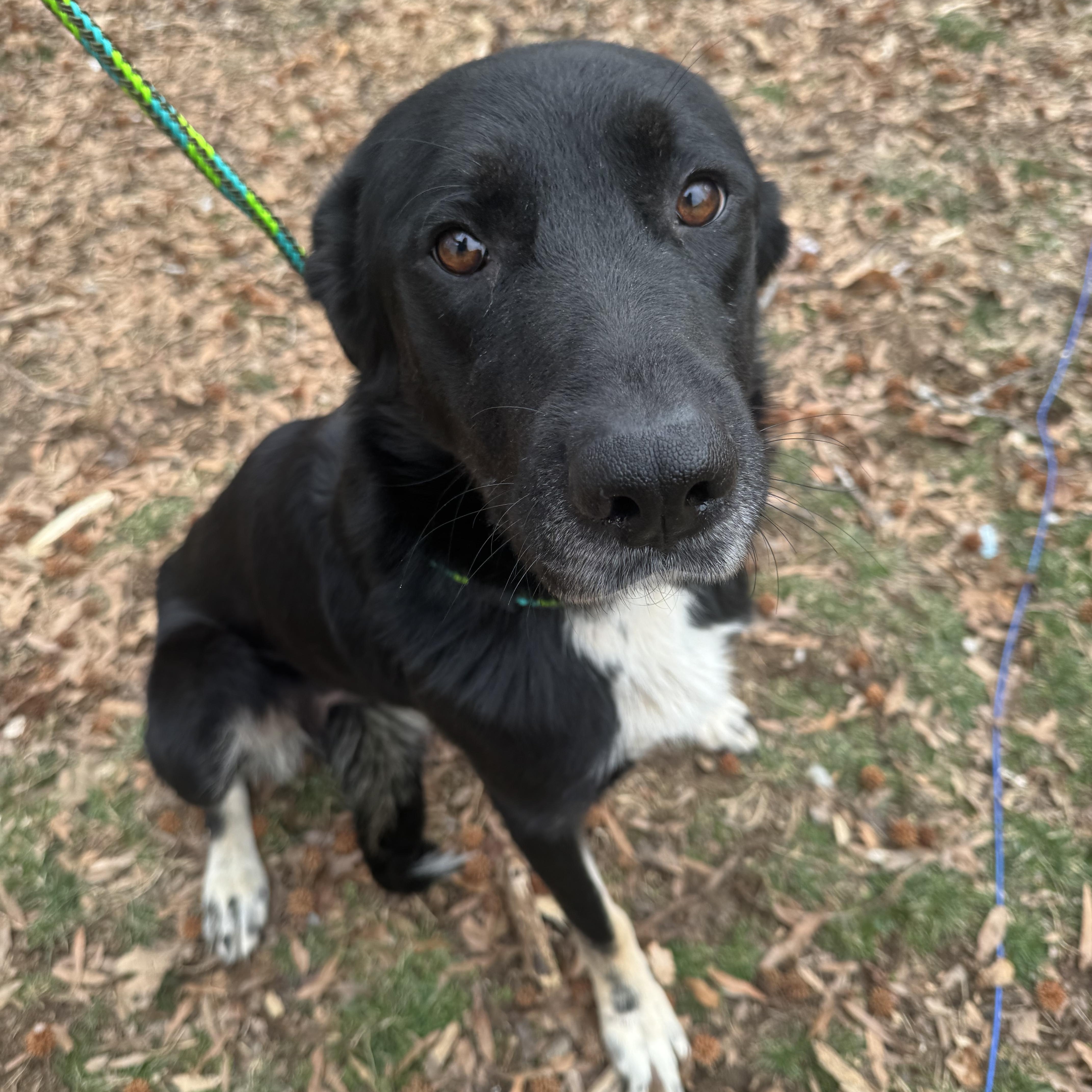 Violet , ADOPTABLE, Adult Female Anatolian Shepherd.
