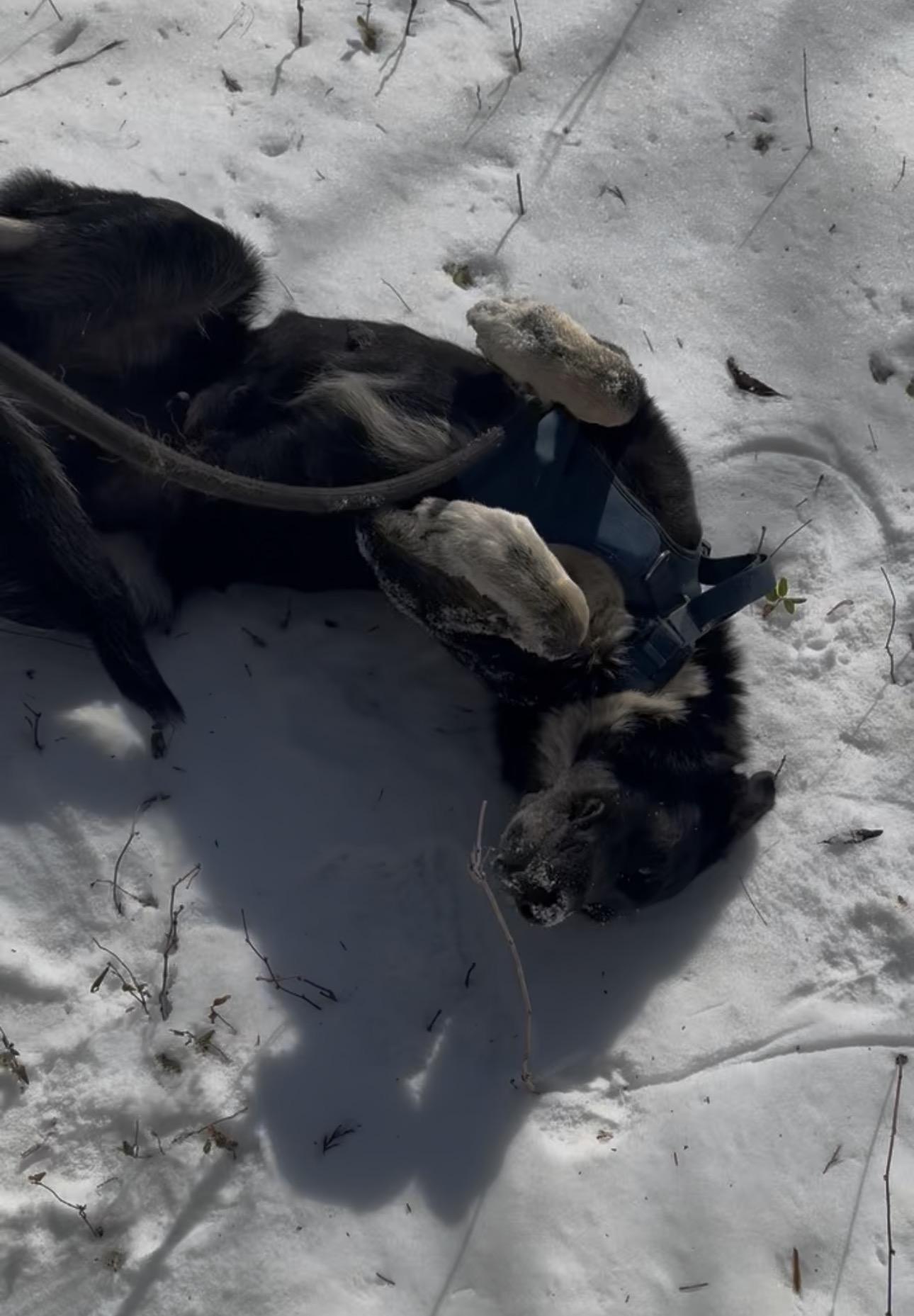 Enlarge Violet , a ADOPTABLE mixed breed in Fredericksburg, VA image 2/3