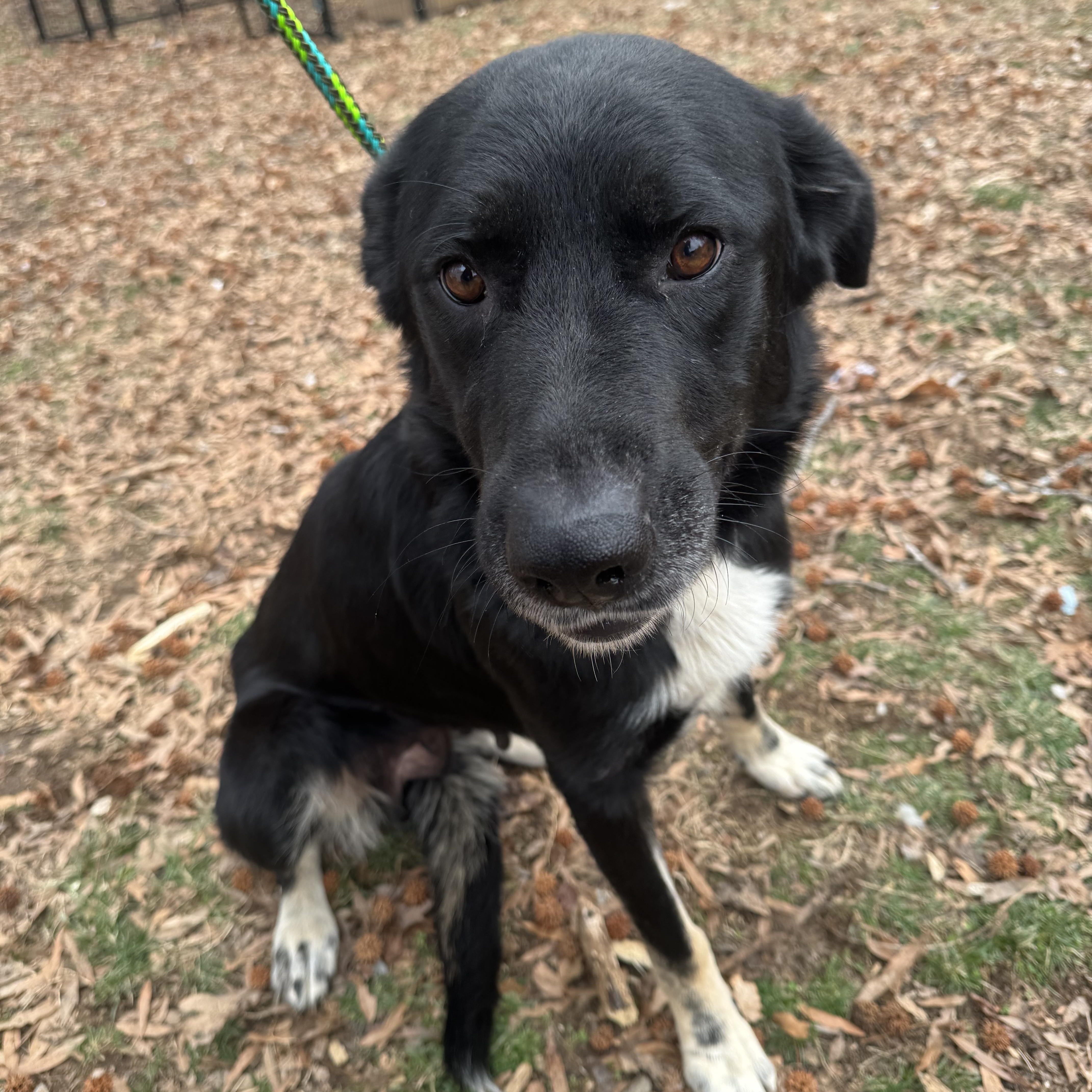 Enlarge Violet , a ADOPTABLE mixed breed in Fredericksburg, VA image 3/4