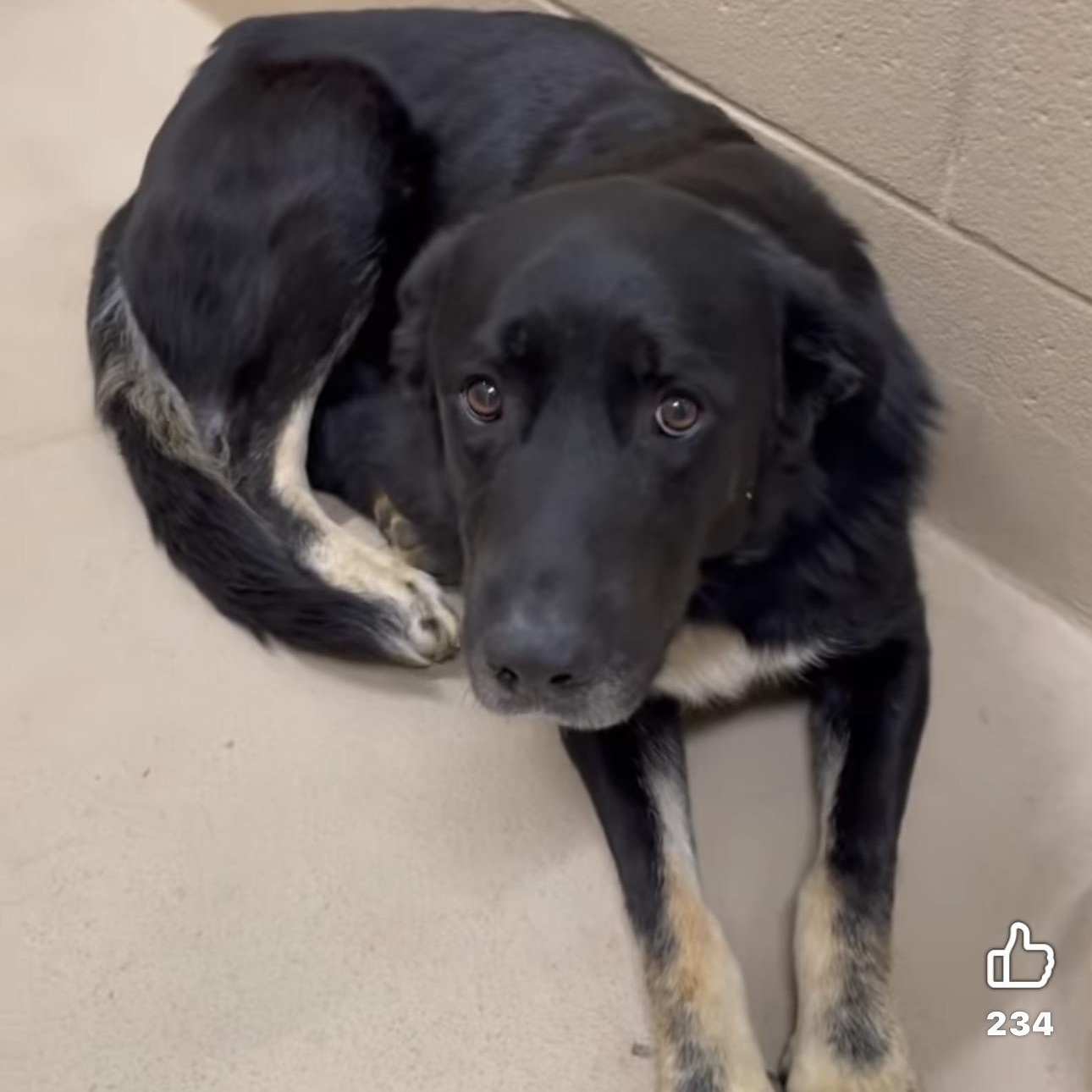 Violet , ADOPTABLE, Adult Female Anatolian Shepherd.