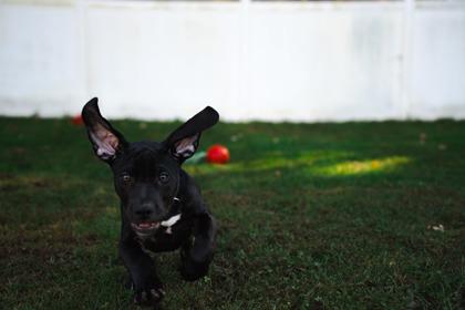 Enlarge Fergus, a Adoptable mixed breed in Belleville, MI image 2/6