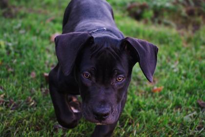 Fergus, Adoptable, Young Male Cane Corso.