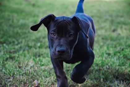 Enlarge Fergus, a Adoptable mixed breed in Belleville, MI image 5/6