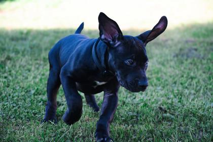 Enlarge Fergus, a Adoptable mixed breed in Belleville, MI image 4/6