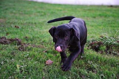 Enlarge Fergus, a Adoptable mixed breed in Belleville, MI image 3/6