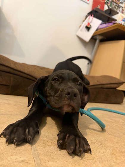 Enlarge Fergus, a Adoptable mixed breed in Belleville, MI image 6/6
