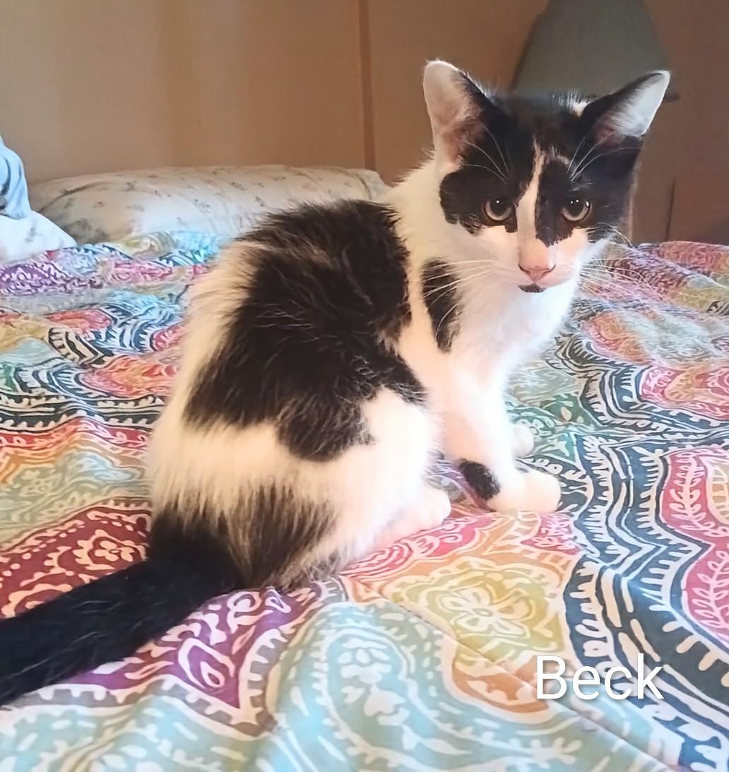 Beck, Adoptable, Kitten Male Domestic Short Hair.