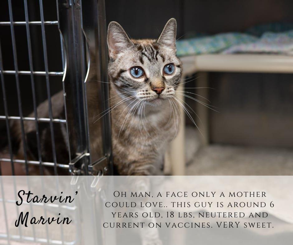 Starvin Marvin, ADOPTABLE, Adult Male Domestic Short Hair.