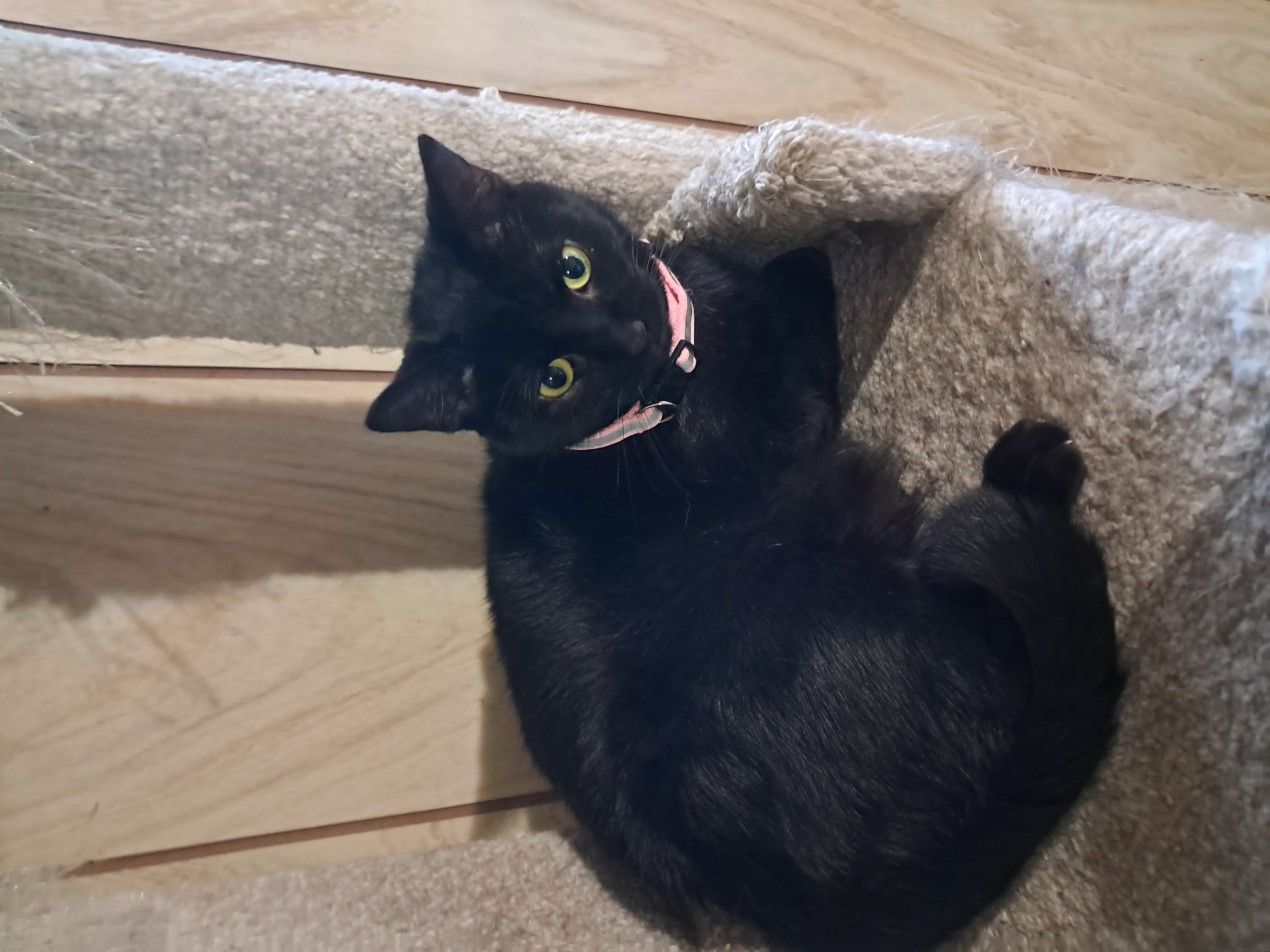 Enlarge Binx, a Adoptable Domestic Short Hair in Nanticoke, PA image 2/5