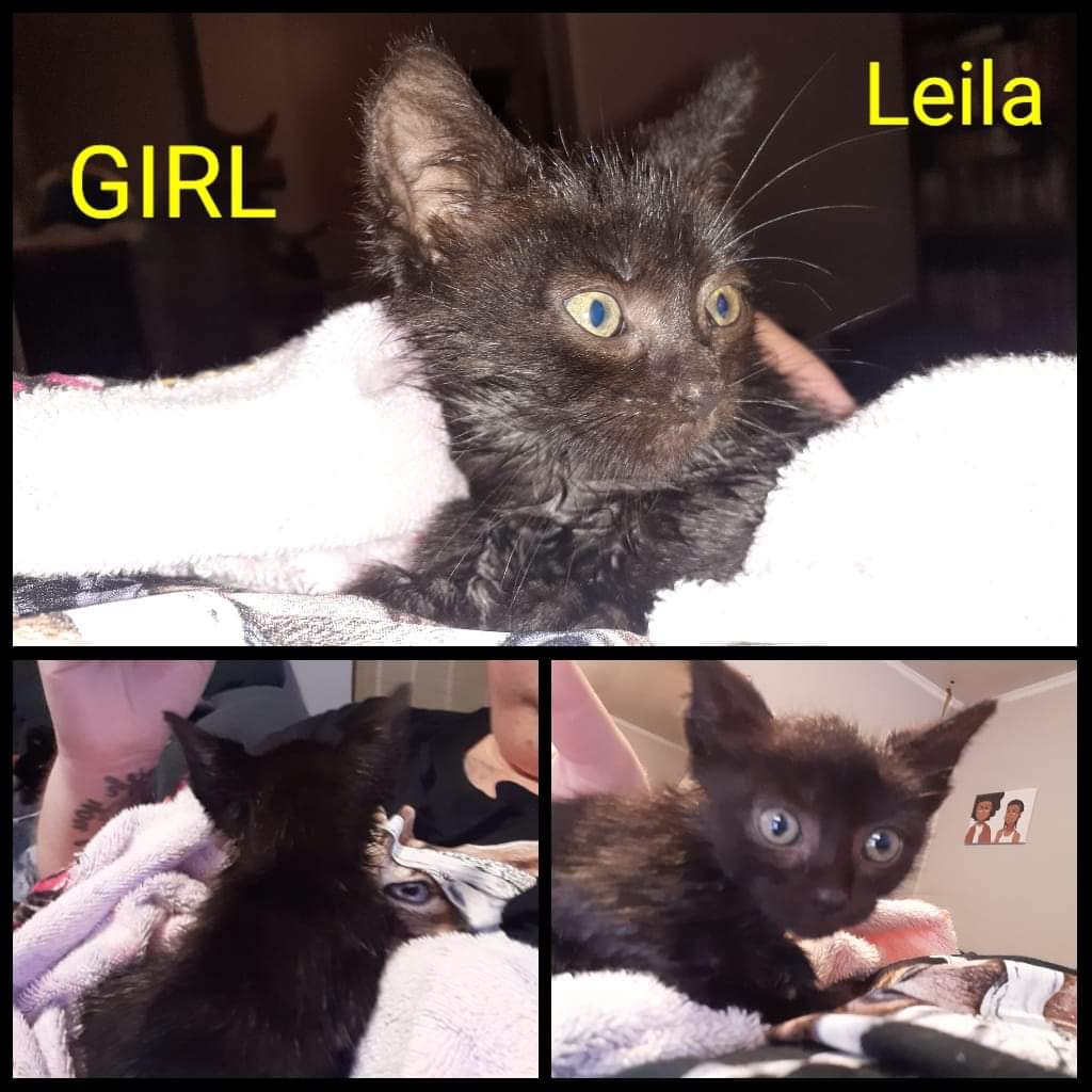 Enlarge Binx, a Adoptable Domestic Short Hair in Nanticoke, PA image 5/5