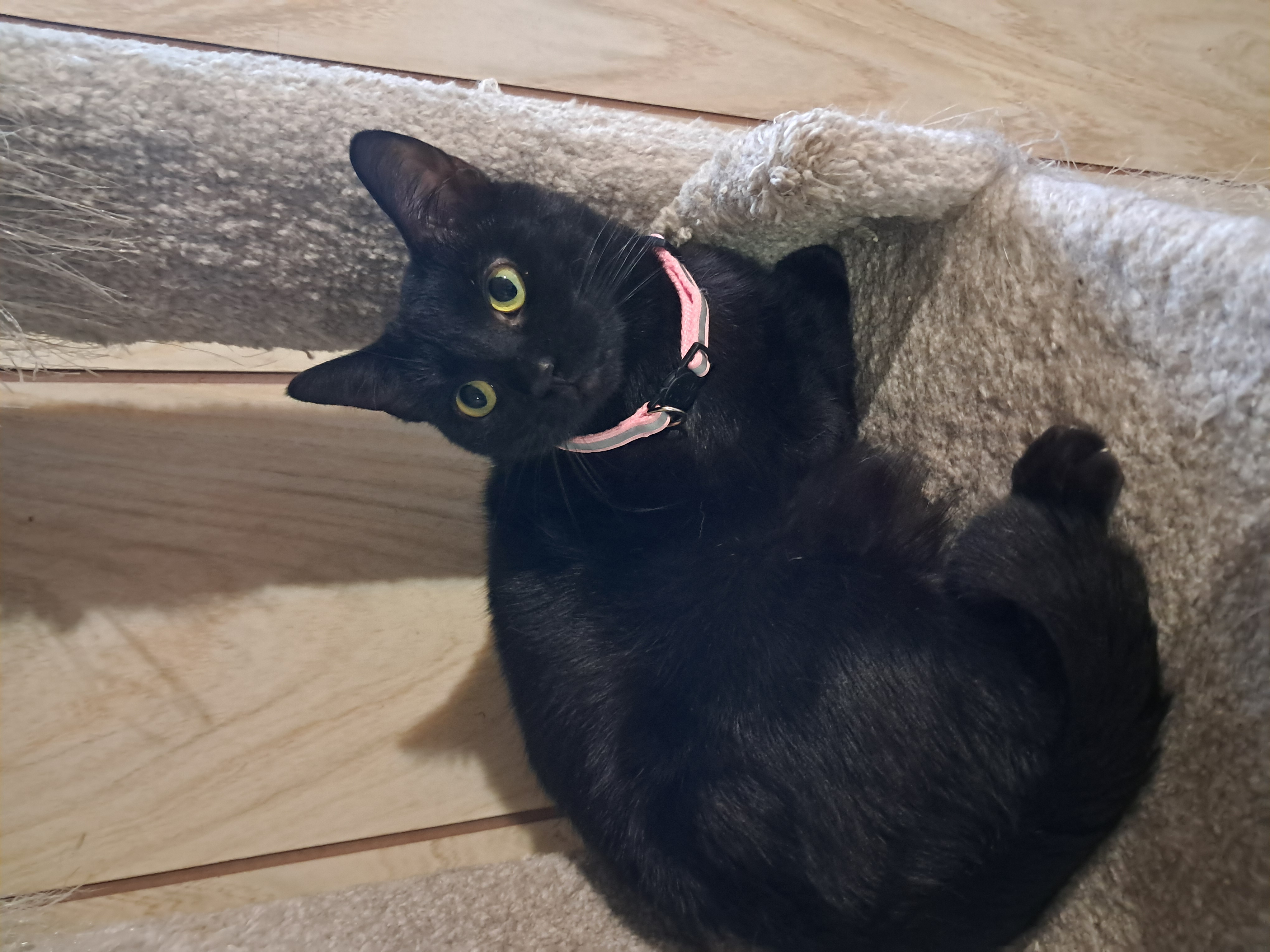 Enlarge Binx, a Adoptable Domestic Short Hair in Nanticoke, PA image 3/5