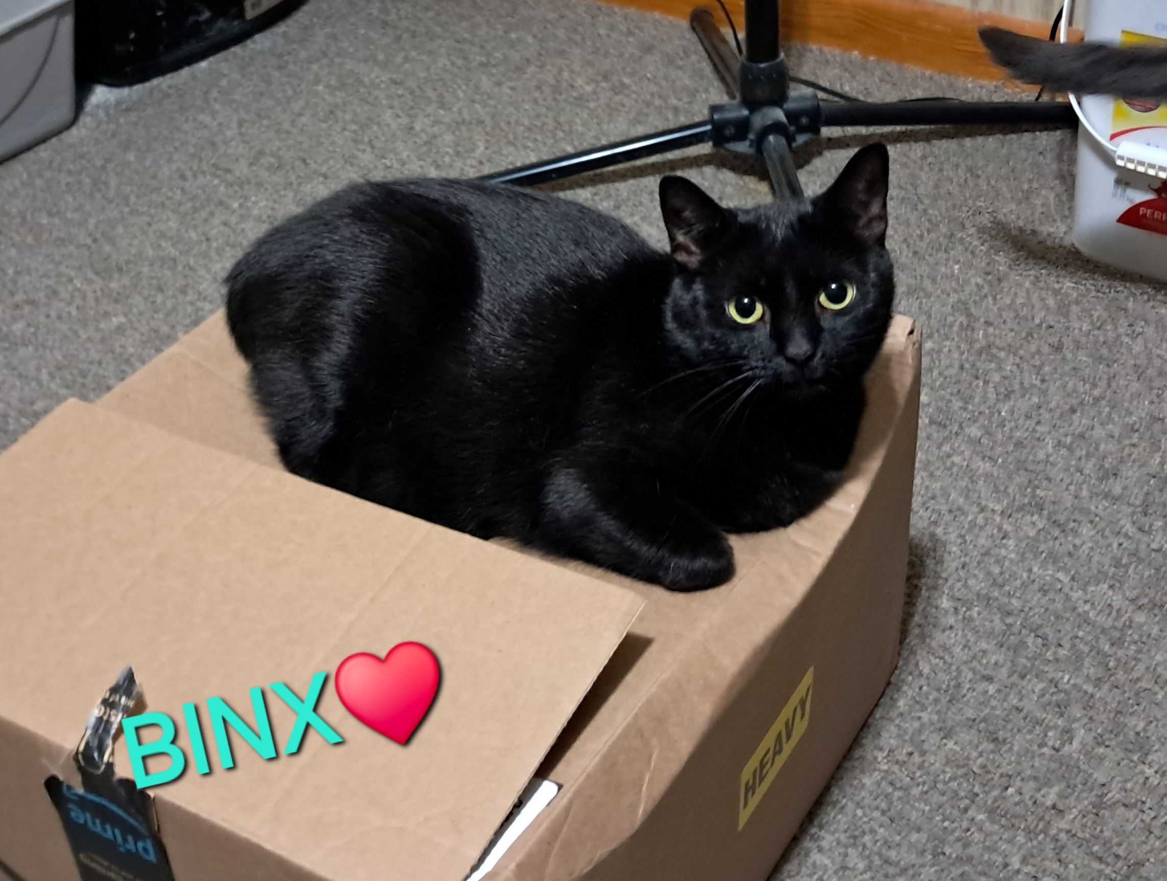 Enlarge Binx, a Adoptable Domestic Short Hair in Nanticoke, PA image 4/5