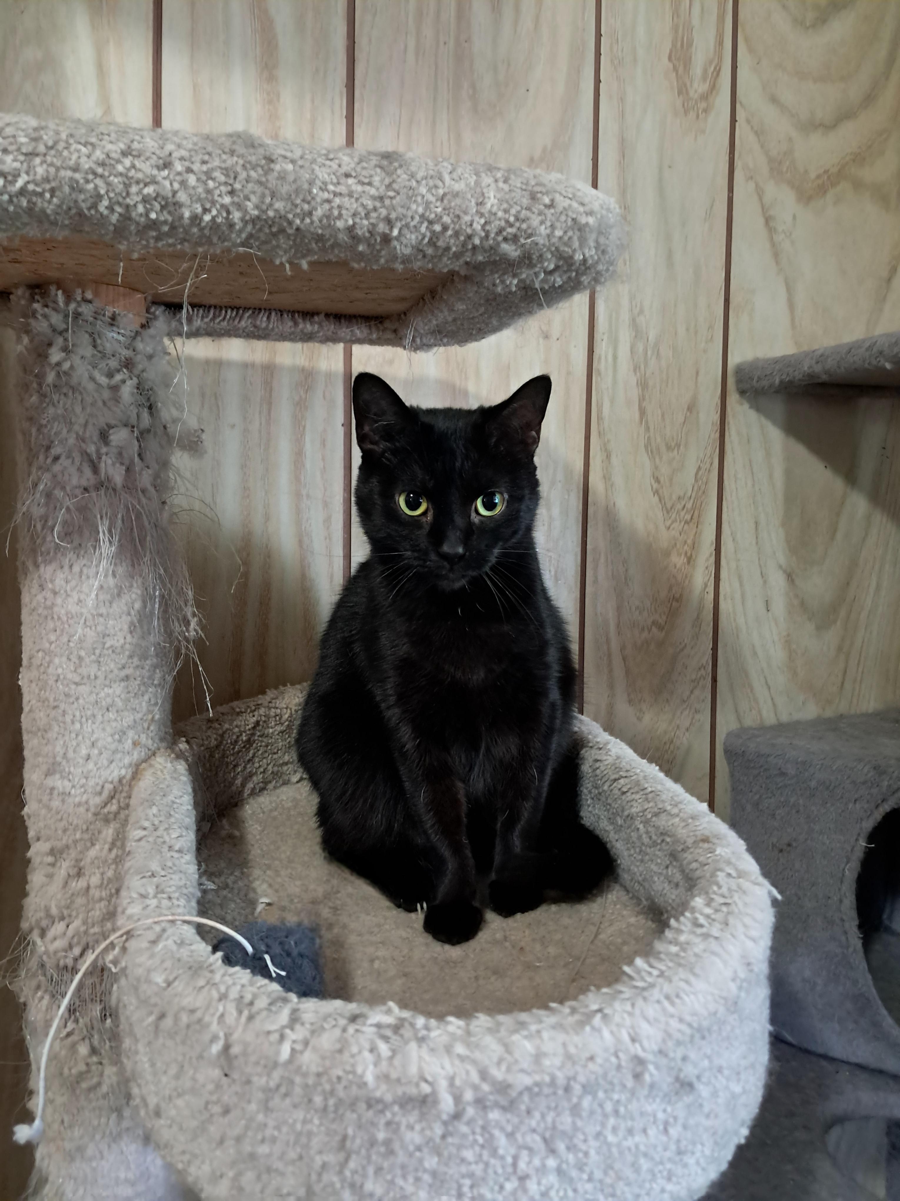 Enlarge Binx, a Adoptable Domestic Short Hair in Nanticoke, PA image 1/5