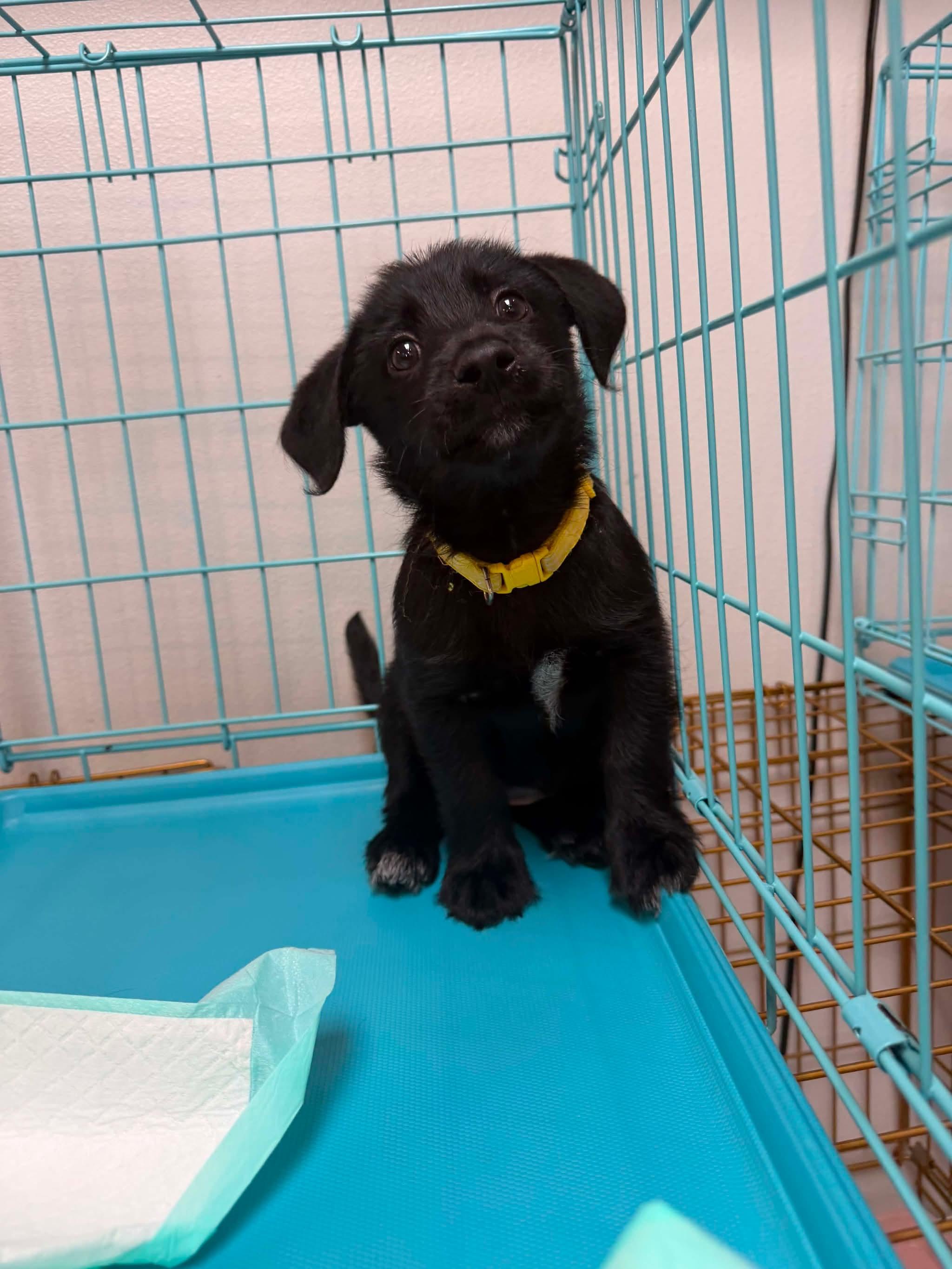 Nellie, adopted, Puppy Female Labradoodle.