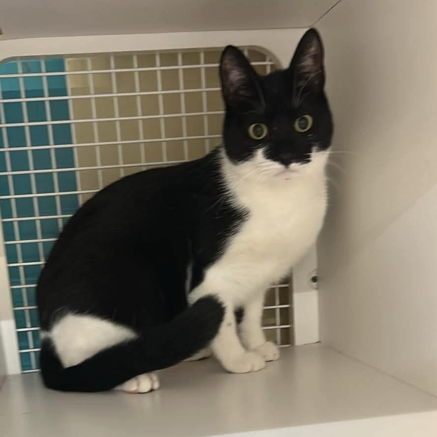Enlarge Eclipse, a Adoptable Domestic Short Hair in Ozone Park, NY image 4/4