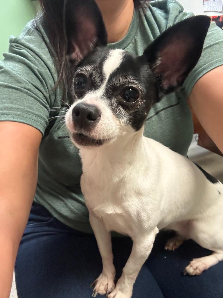 Enlarge Jazz, a Adopted mixed breed in Blountville, TN image 1/1