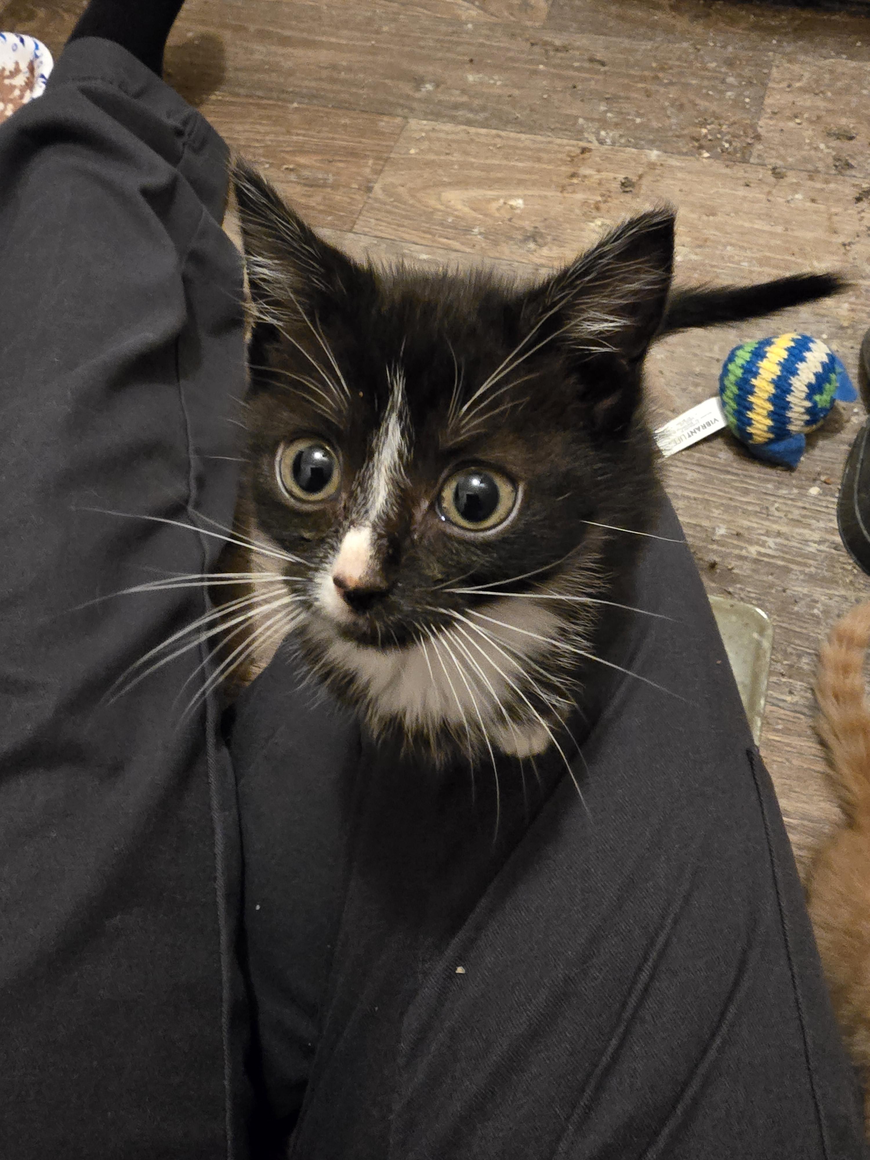 Mille, a Adoptable mixed breed in Ripley, TN image 2/2