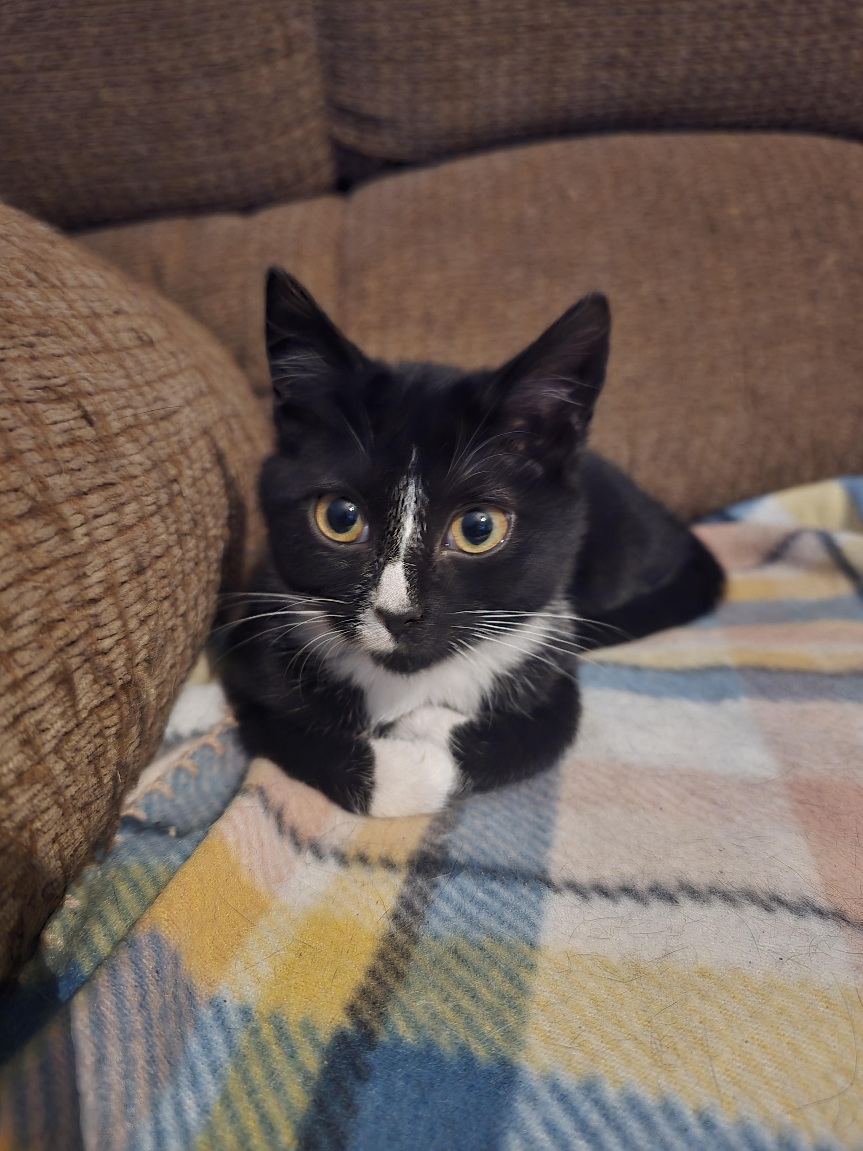 Mille, a Adoptable mixed breed in Ripley, TN image 1/2