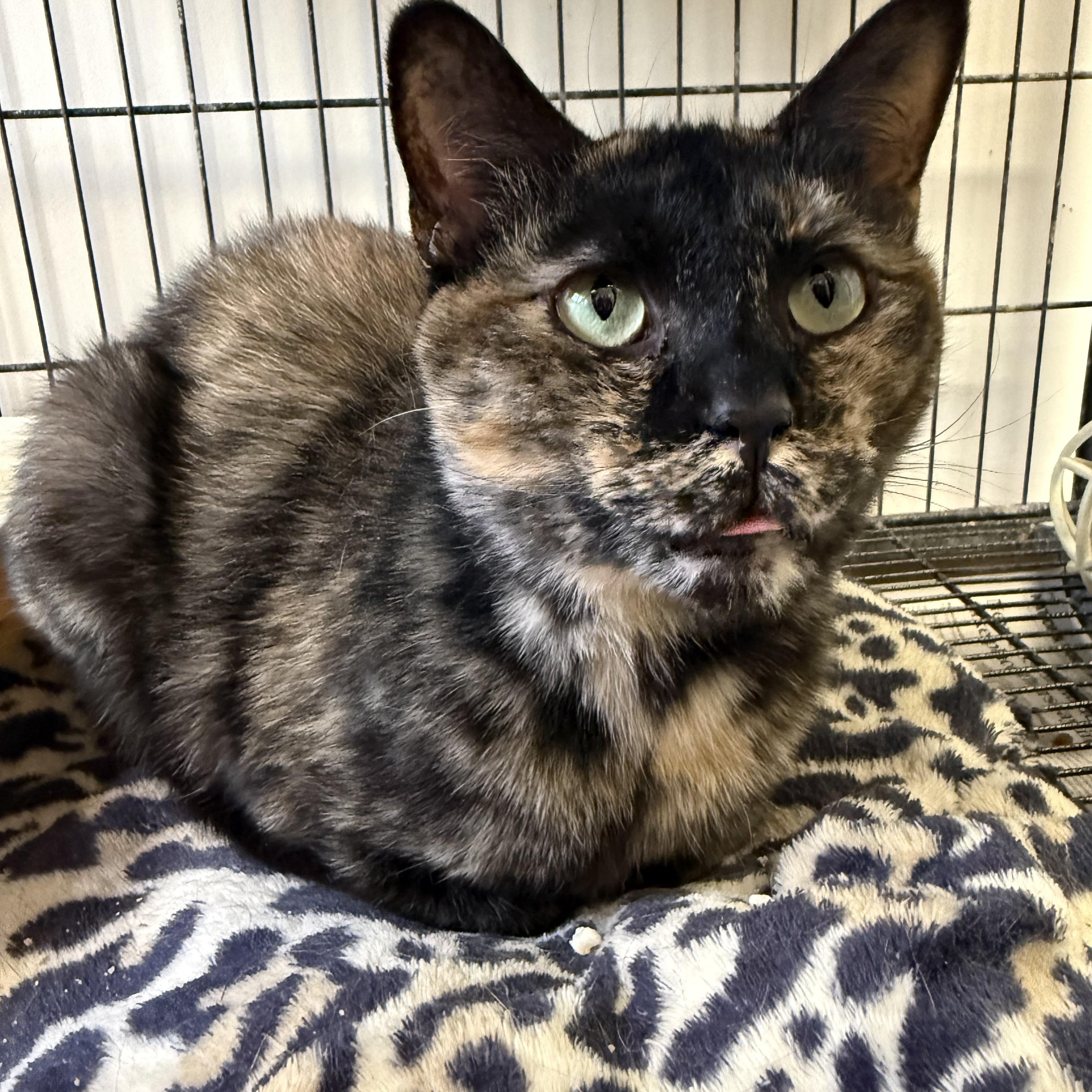 Enlarge Galadriel, a ADOPTABLE Tortoiseshell in Xenia, OH image 5/6