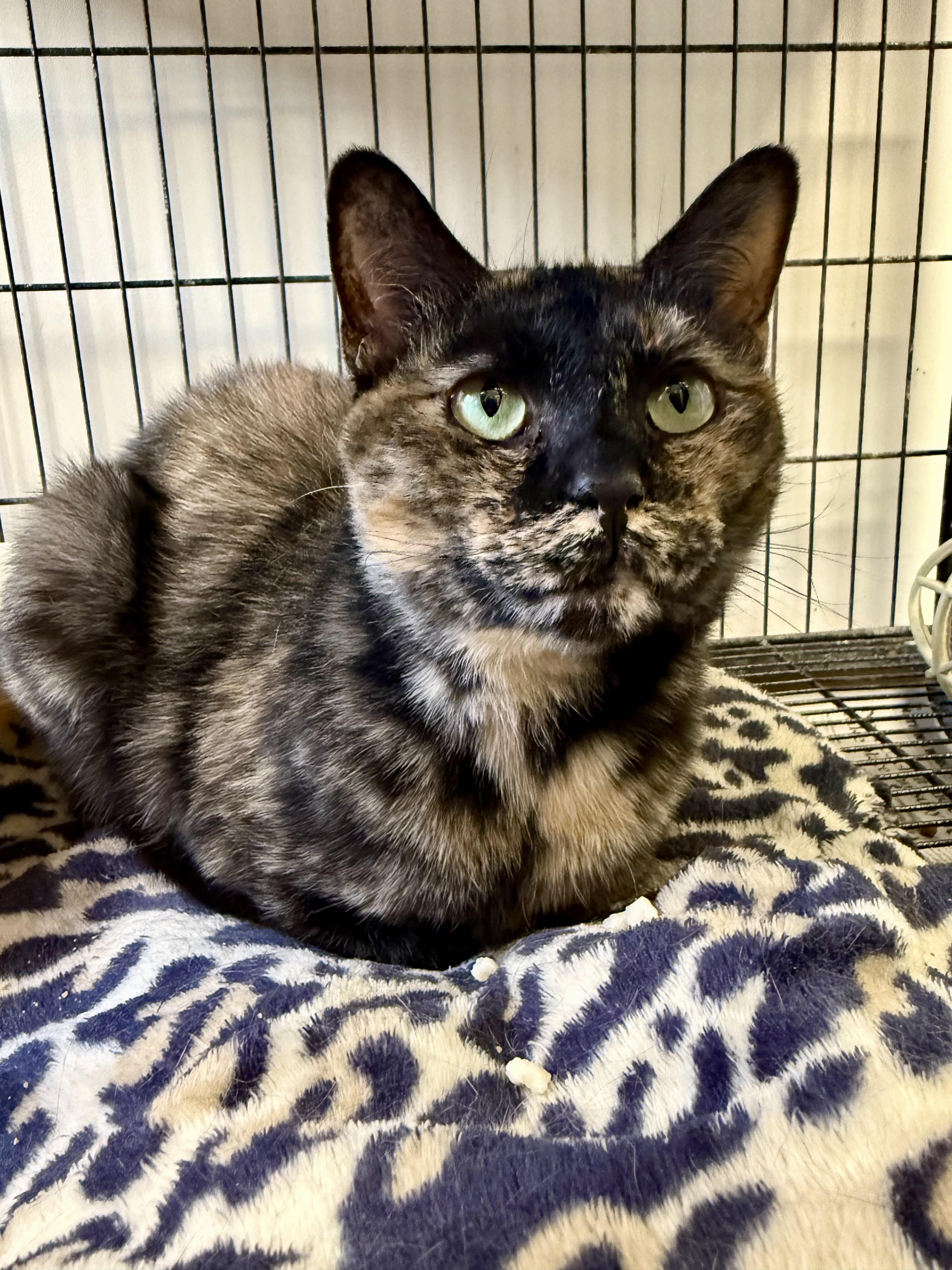 Galadriel, ADOPTABLE, Adult Female Tortoiseshell.