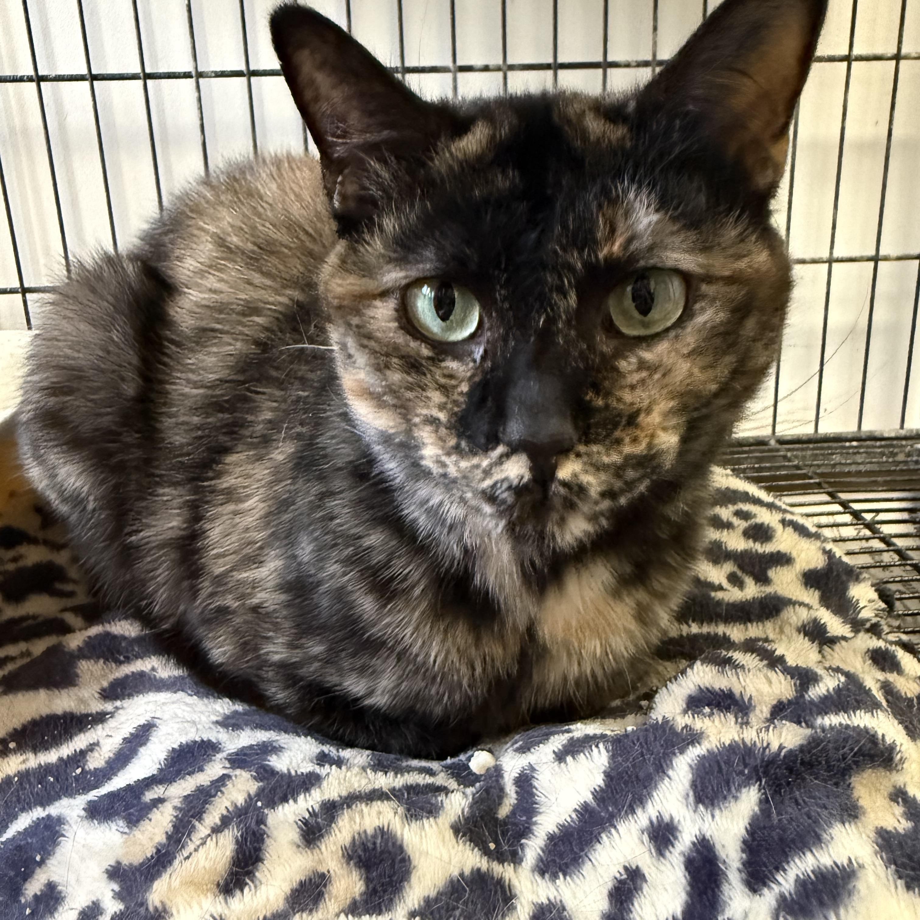 Enlarge Galadriel, a ADOPTABLE Tortoiseshell in Xenia, OH image 4/6