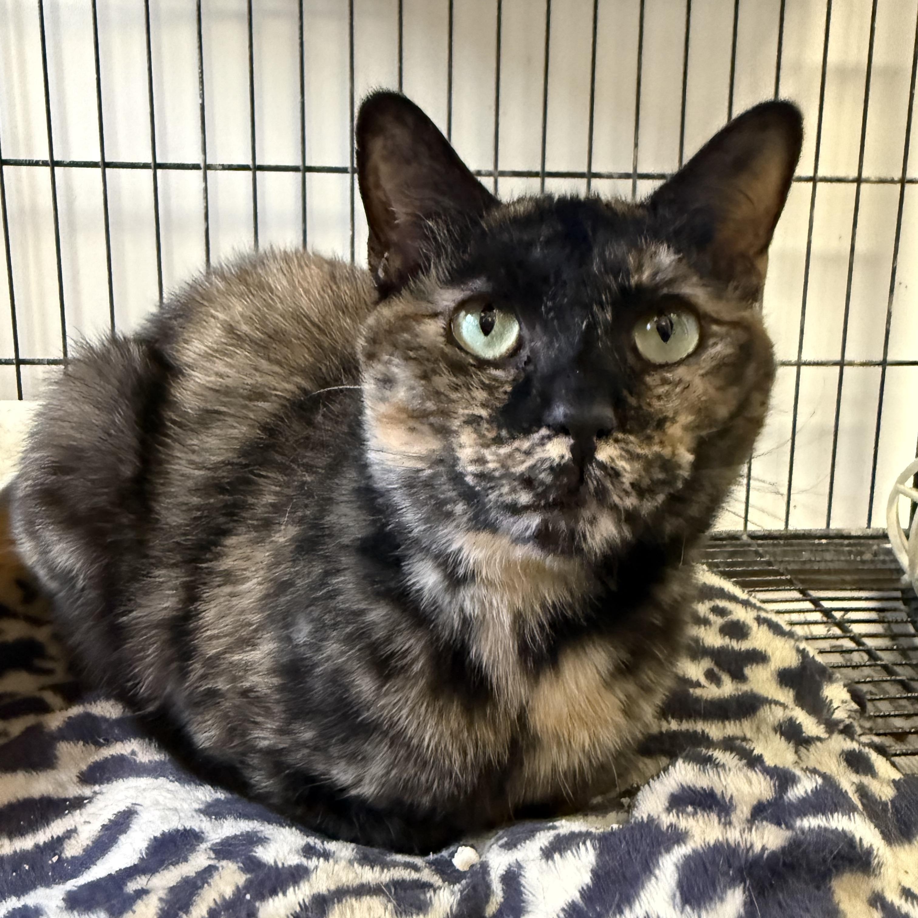 Enlarge Galadriel, a ADOPTABLE Tortoiseshell in Xenia, OH image 3/6