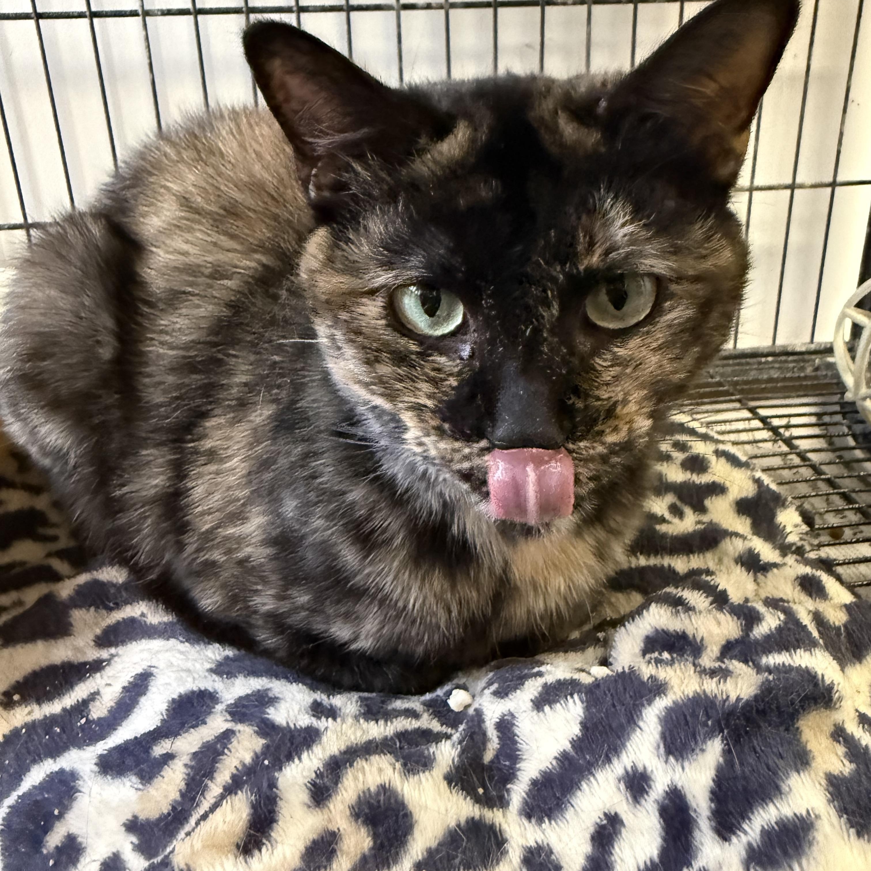 Enlarge Galadriel, a ADOPTABLE Tortoiseshell in Xenia, OH image 2/6