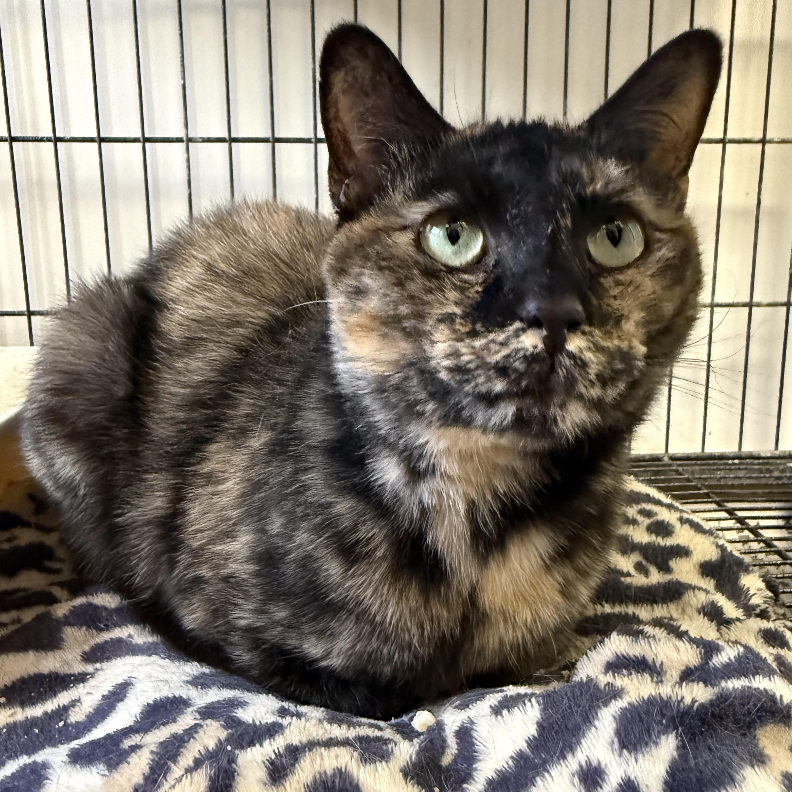 Enlarge Galadriel, a ADOPTABLE Tortoiseshell in Xenia, OH image 6/6