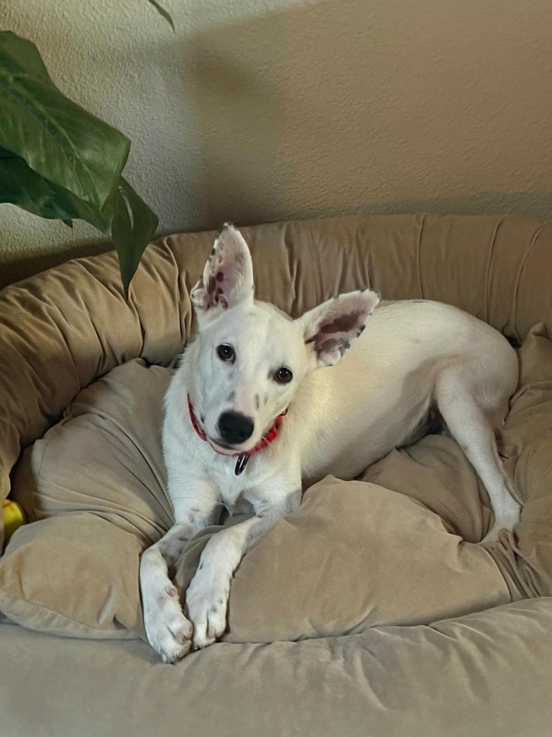 Tucker, adopted, Young Male Australian Cattle Dog / Blue Heeler & Husky.