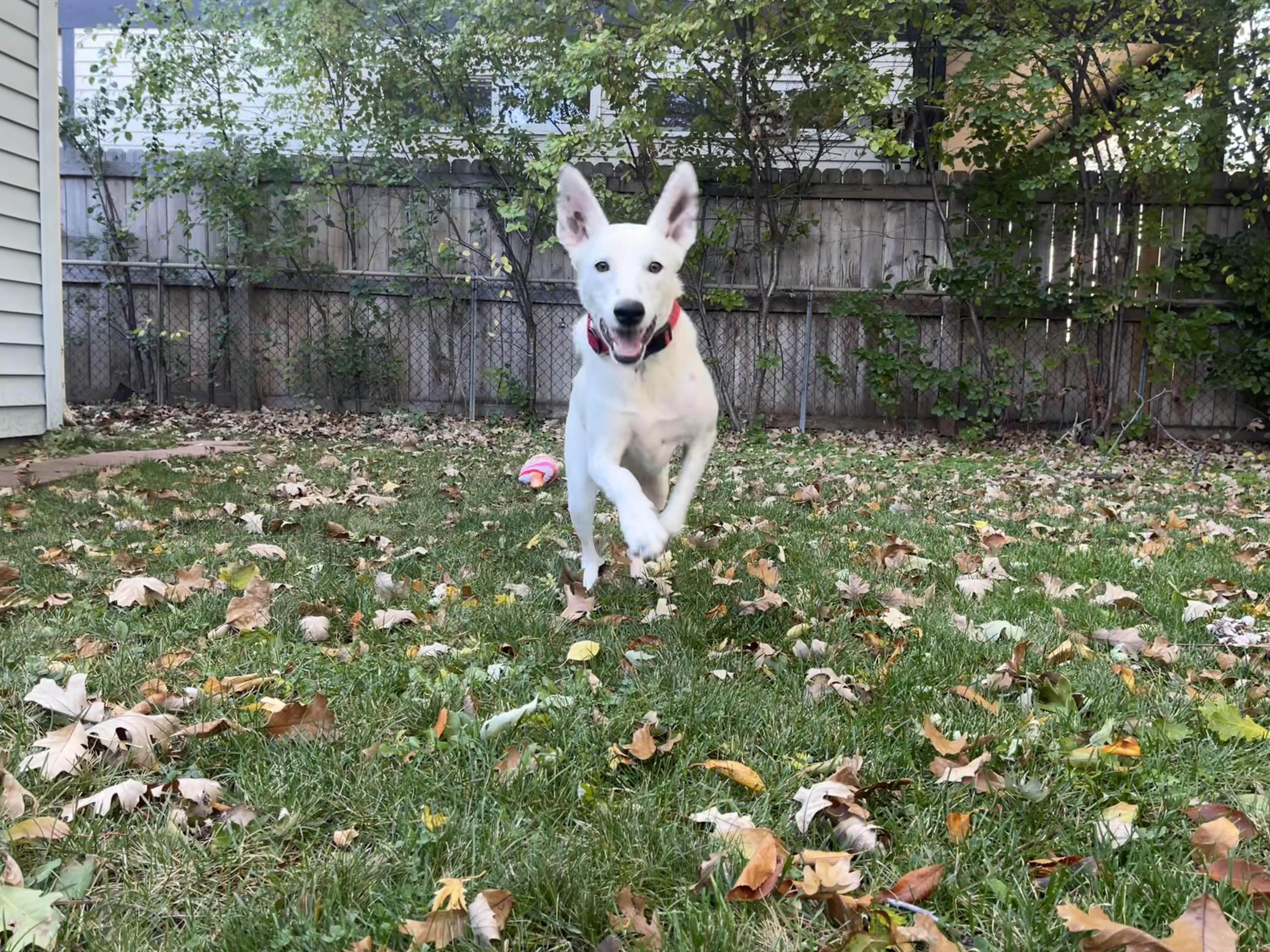 Enlarge Tucker, an adopted mixed breed in Denver, CO image 2/6