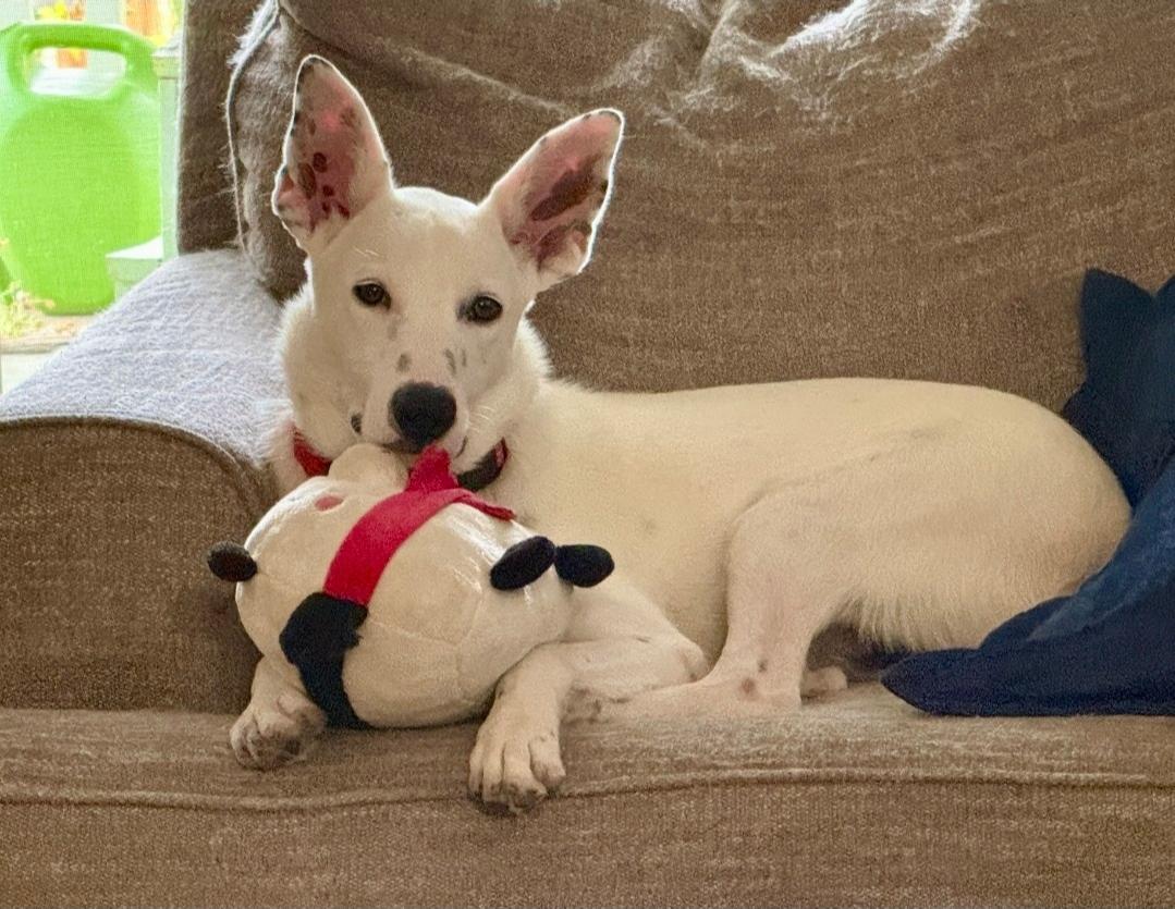 Enlarge Tucker, an adopted mixed breed in Denver, CO image 5/6