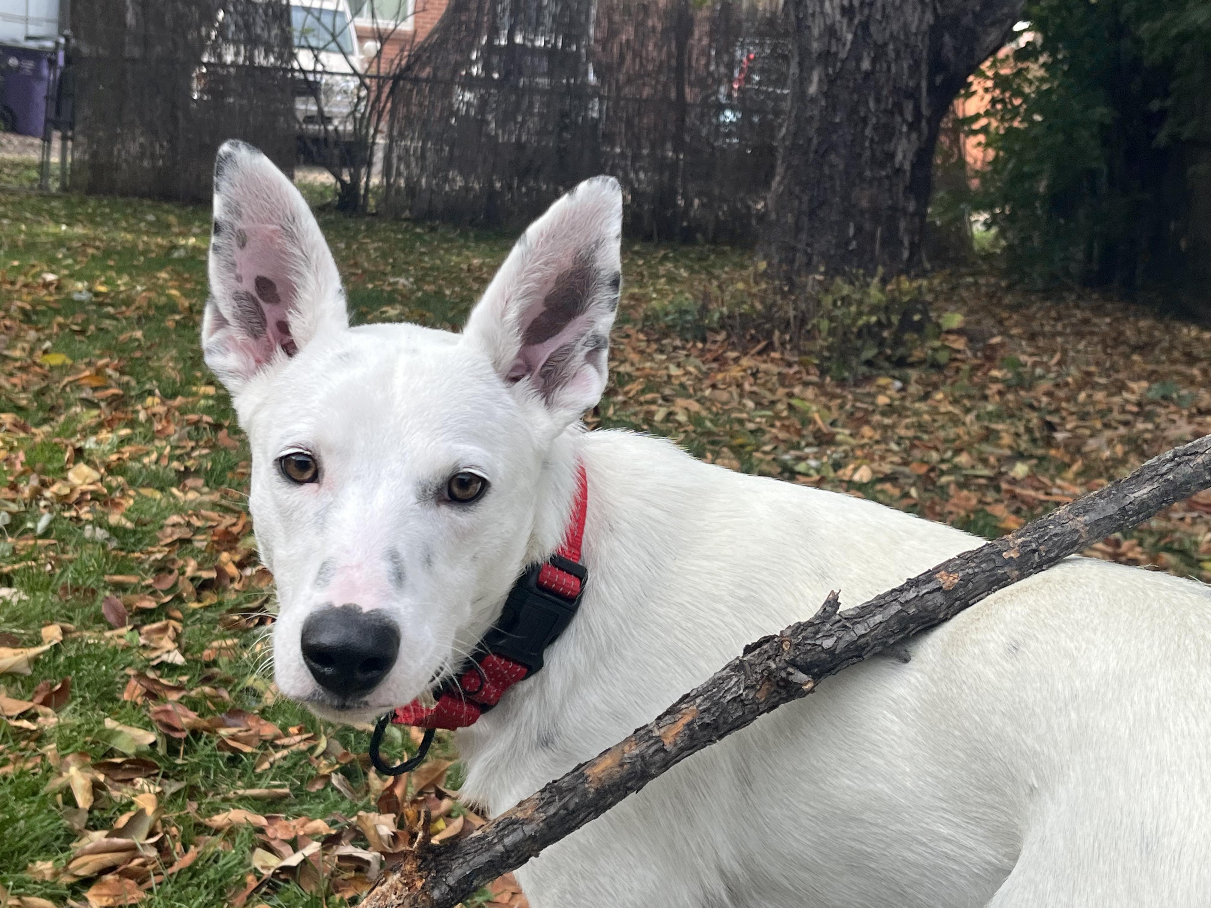 Enlarge Tucker, an adopted mixed breed in Denver, CO image 3/6