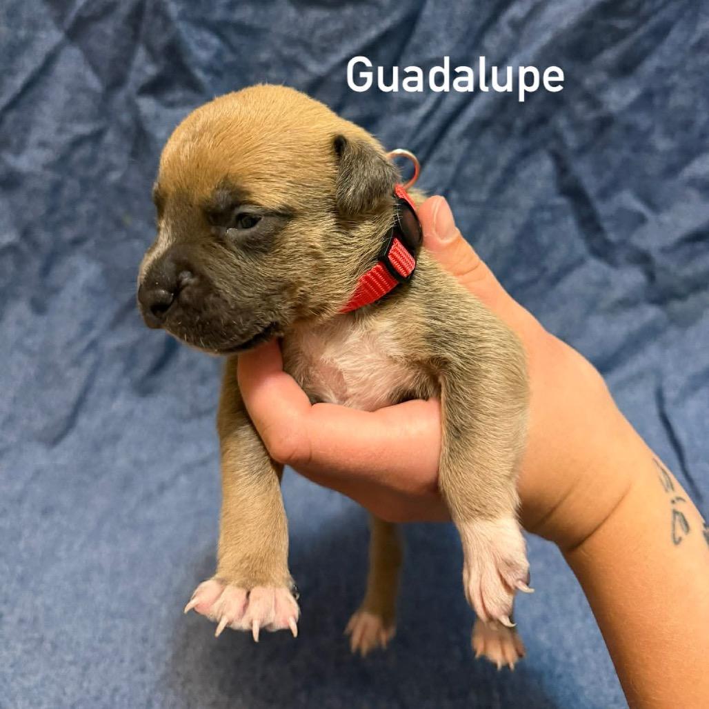 Guadalupe, Adoptable, Puppy Male Pit Bull Terrier.