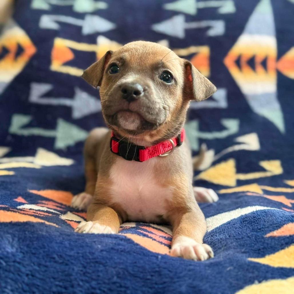 Enlarge Guadalupe, a Adoptable Pit Bull Terrier in Brainerd, MN image 2/4