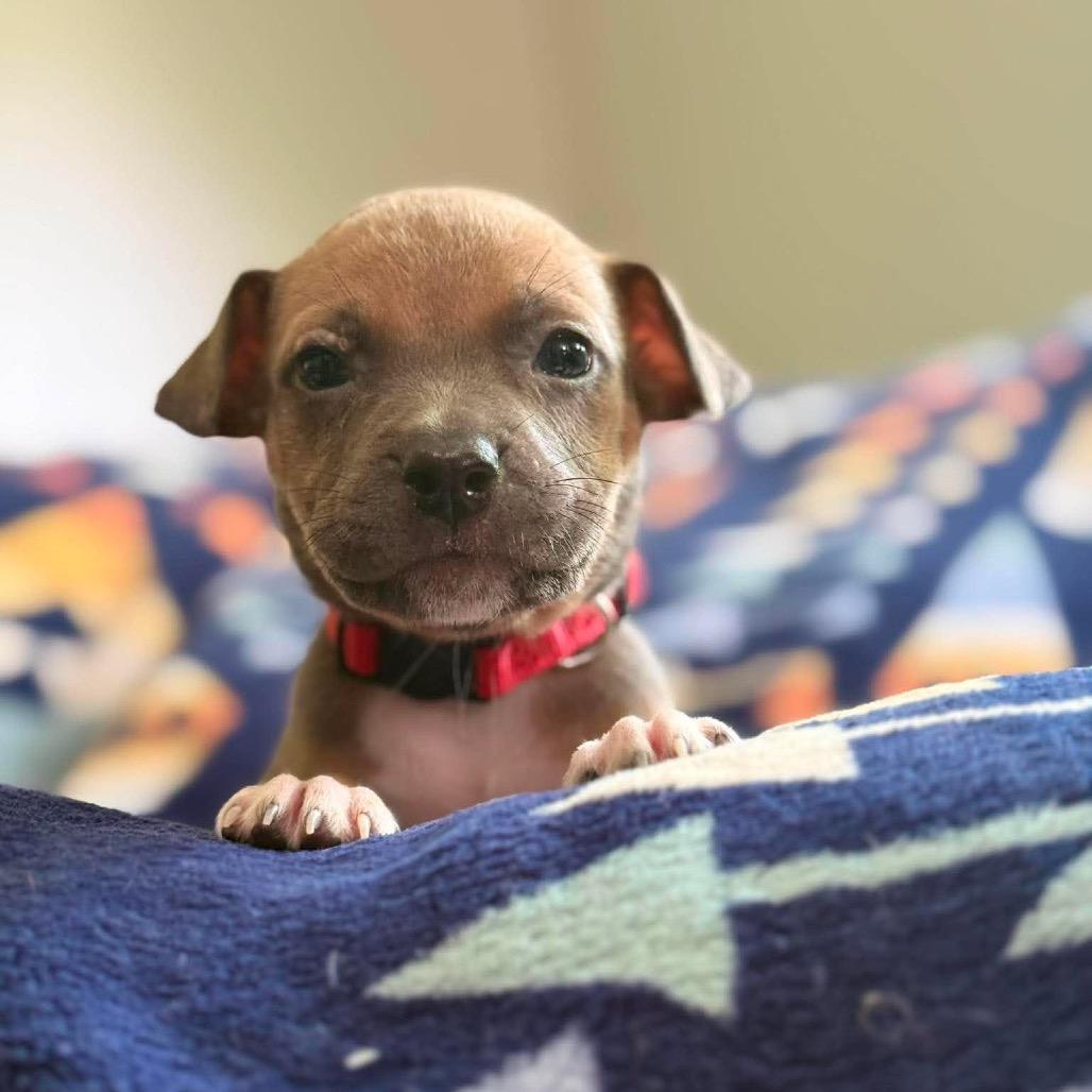 Enlarge Guadalupe, a Adoptable Pit Bull Terrier in Brainerd, MN image 4/4