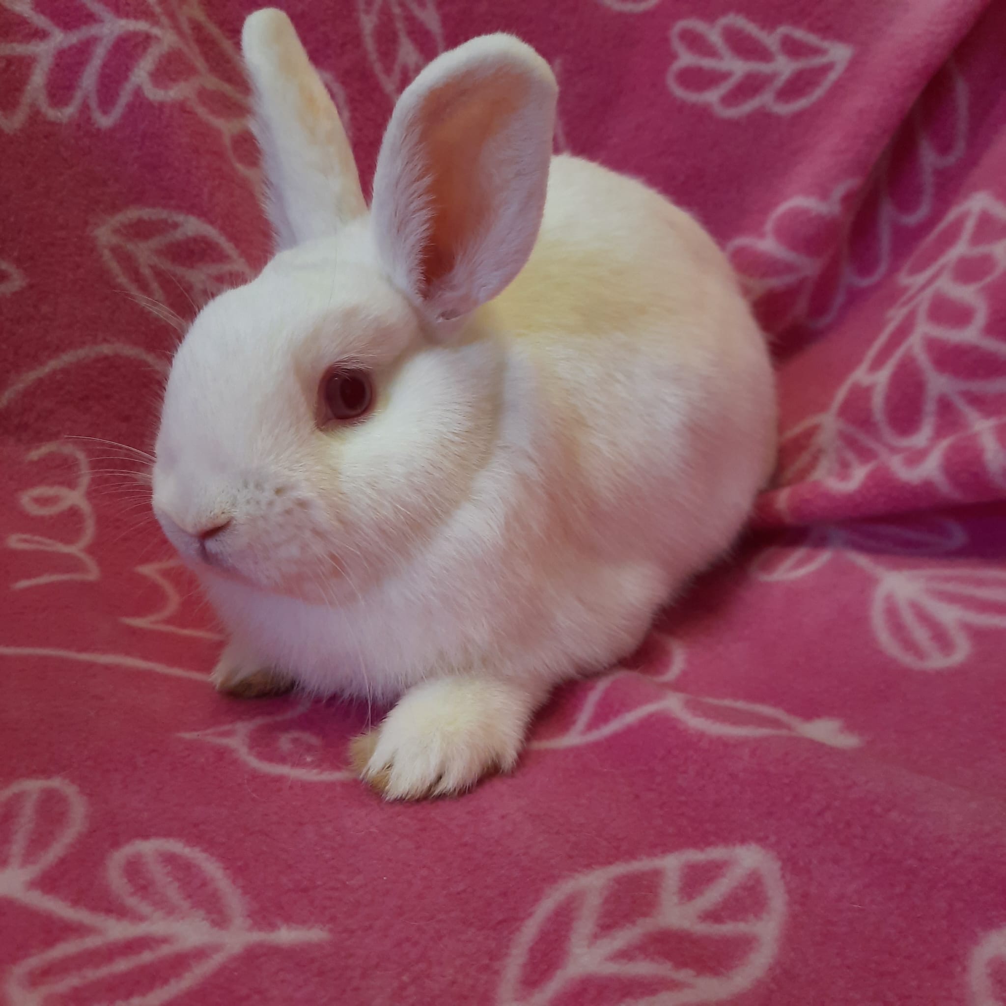 Autumn, Adoptable, Young Female Bunny Rabbit.