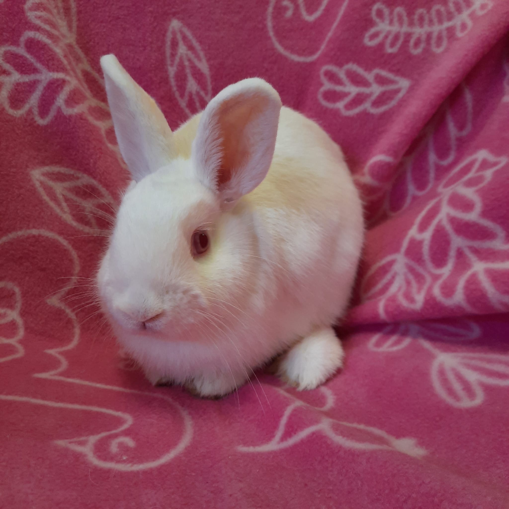 Enlarge Autumn, a Adoptable Bunny Rabbit in Montclair, CA image 2/2